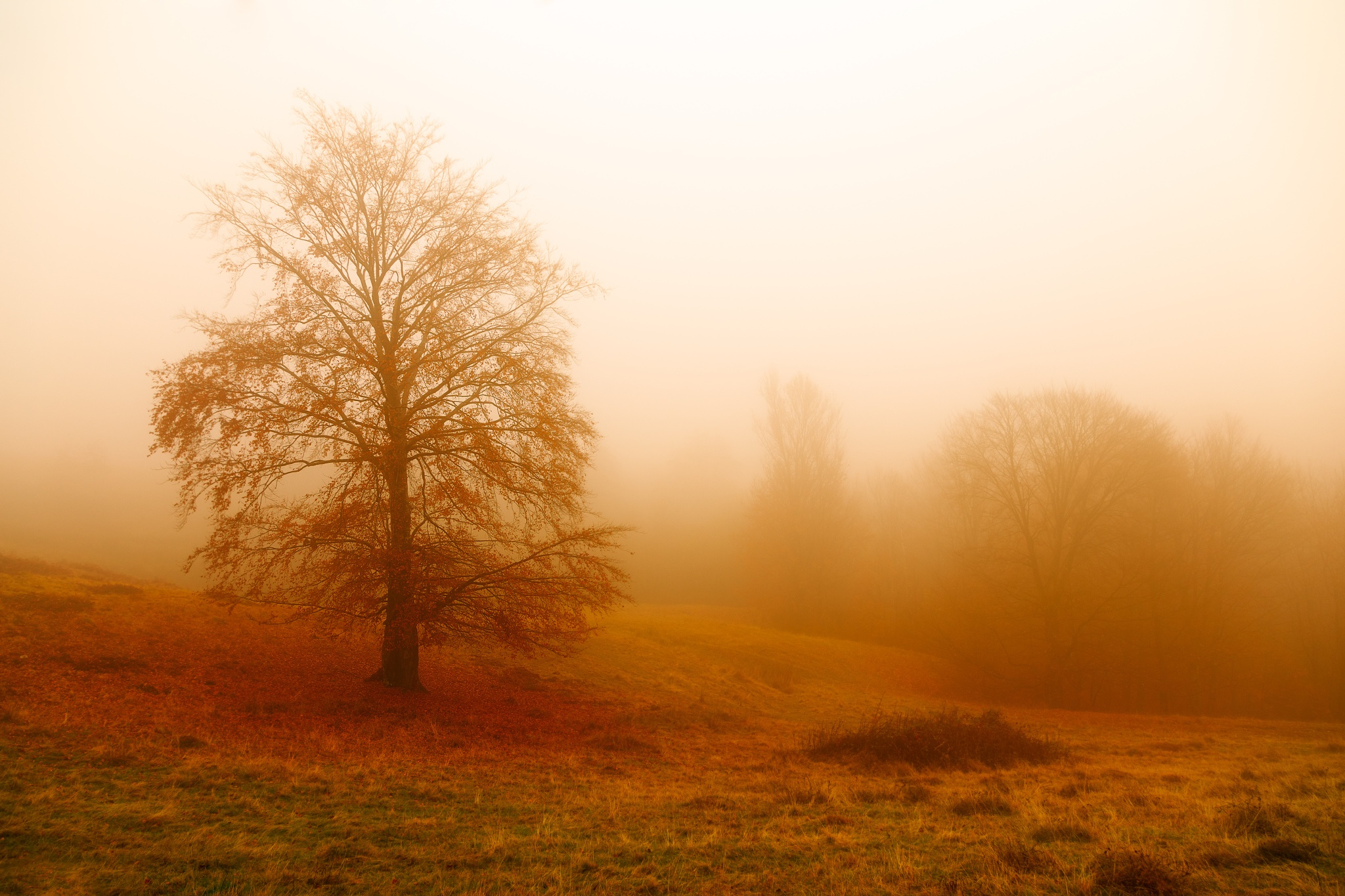 Handy-Wallpaper Natur, Herbst, Nebel, Erde/natur, Einsamer Baum kostenlos herunterladen.
