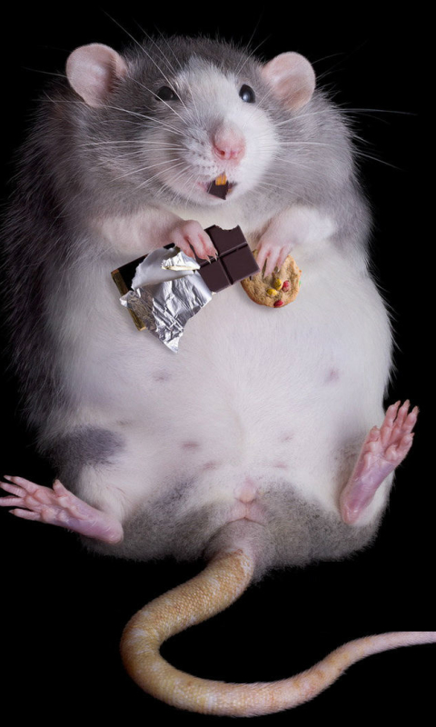 Скачать картинку Юмор, Животное, Мышь, Крыса в телефон бесплатно.