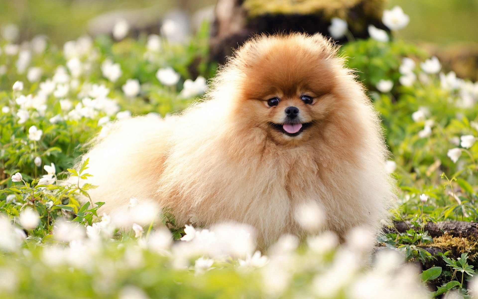 Download mobile wallpaper Grass, Fluffy, Animals, Flowers, Sweetheart, Dog, Nice for free.