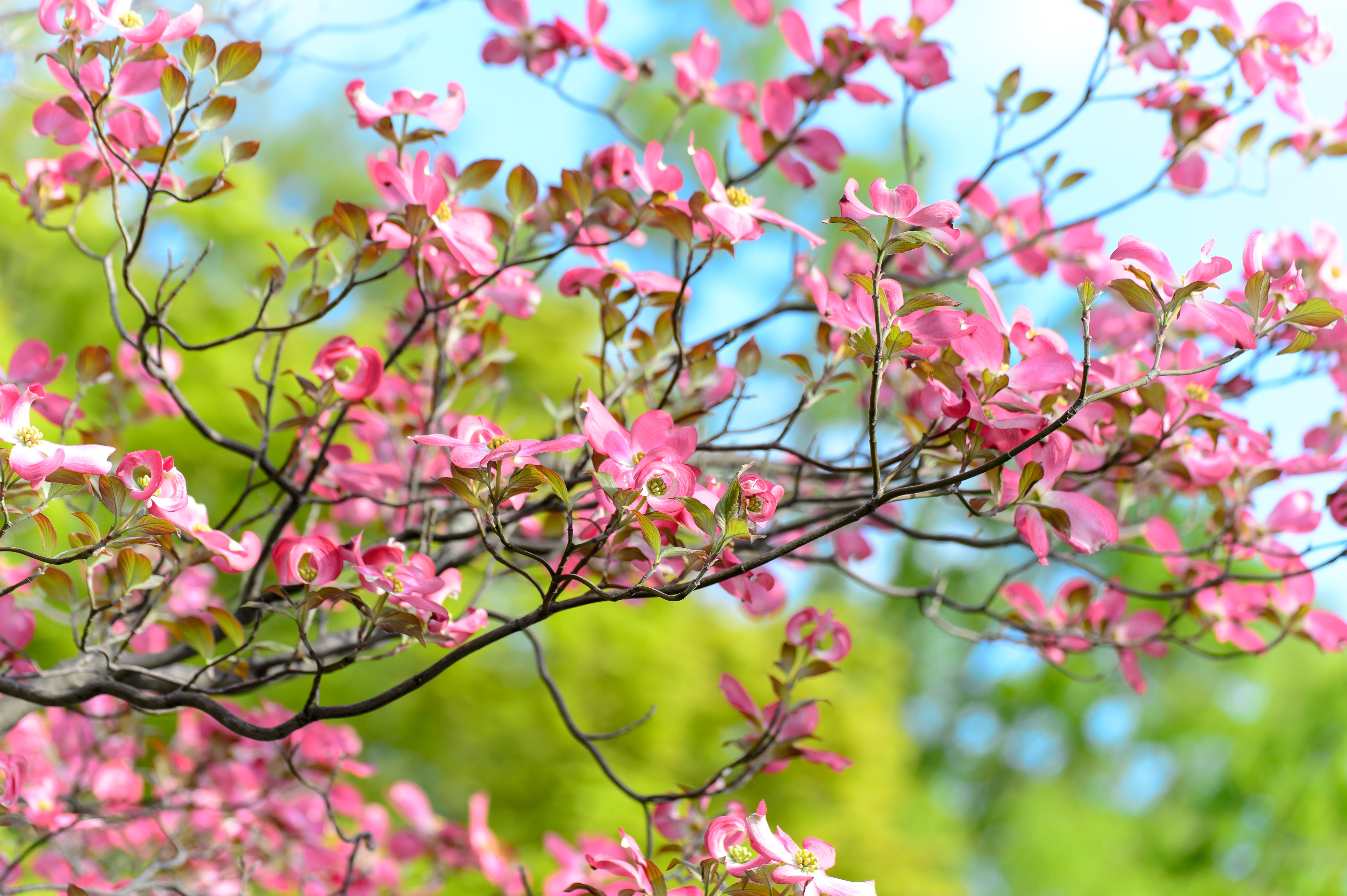 Free download wallpaper Nature, Flowers, Flower, Tree, Earth, Blossom, Pink Flower on your PC desktop