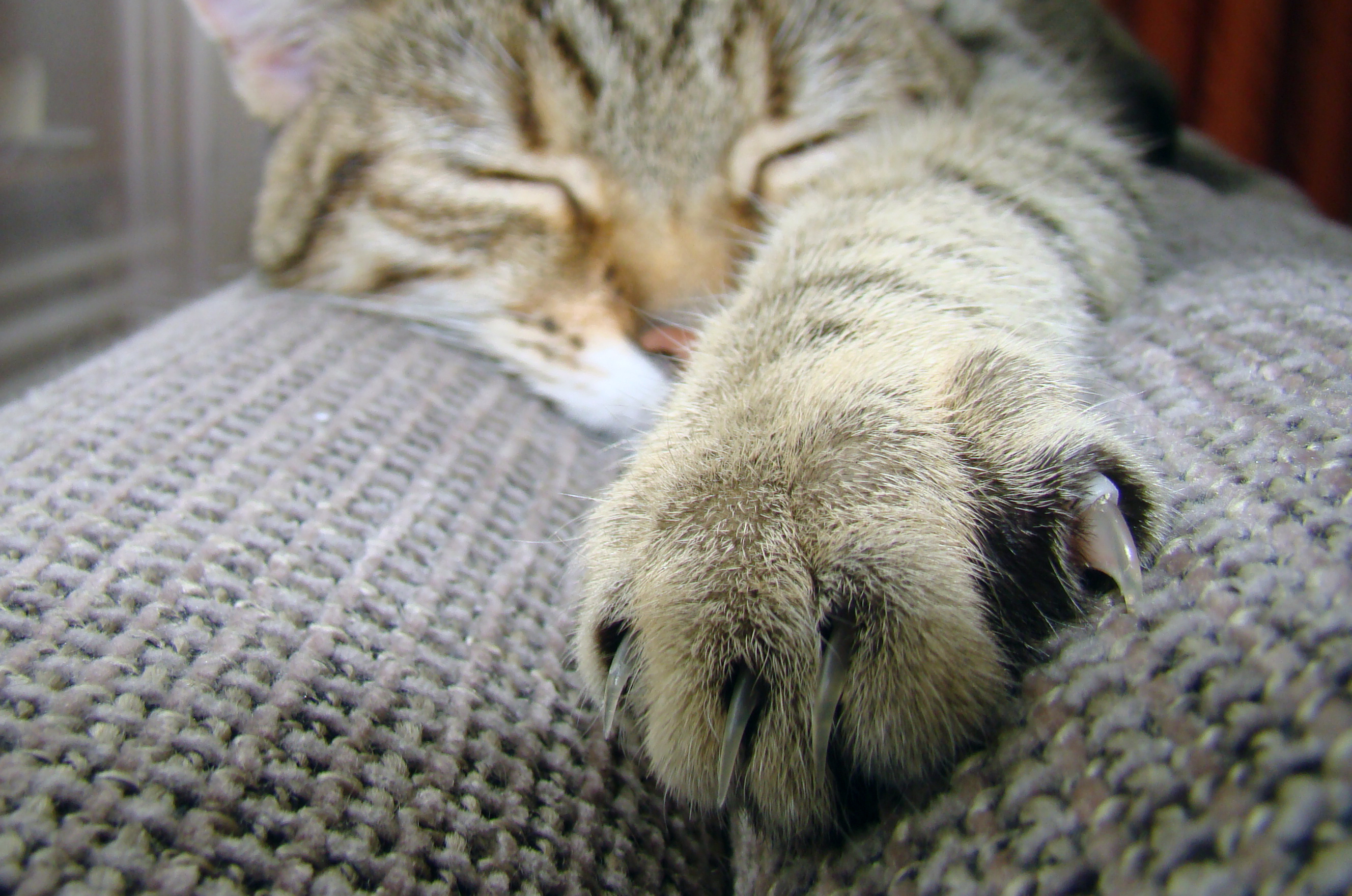 394311 descargar imagen animales, gato, pata, dormido, gatos: fondos de pantalla y protectores de pantalla gratis