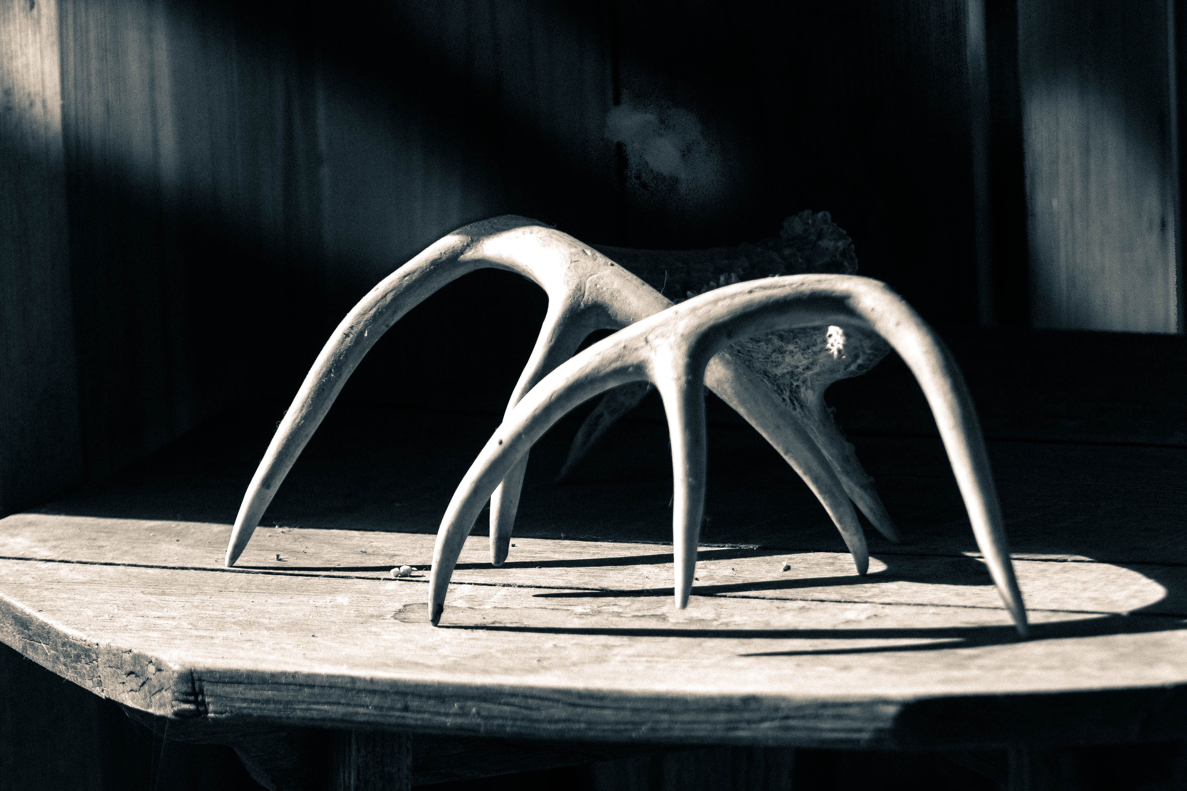 Download mobile wallpaper Photography, Antler for free.