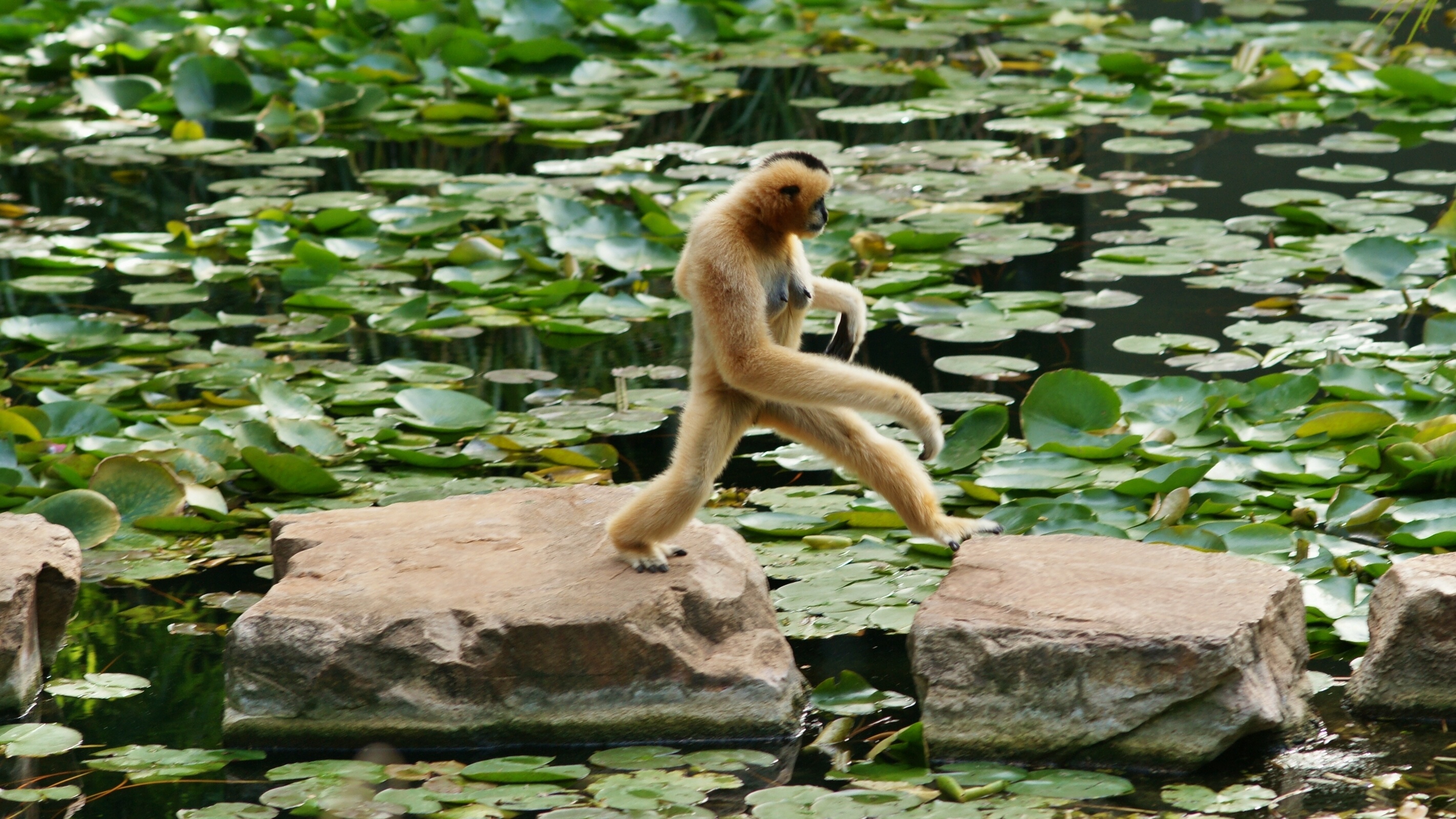 Download mobile wallpaper Monkeys, Monkey, Animal for free.