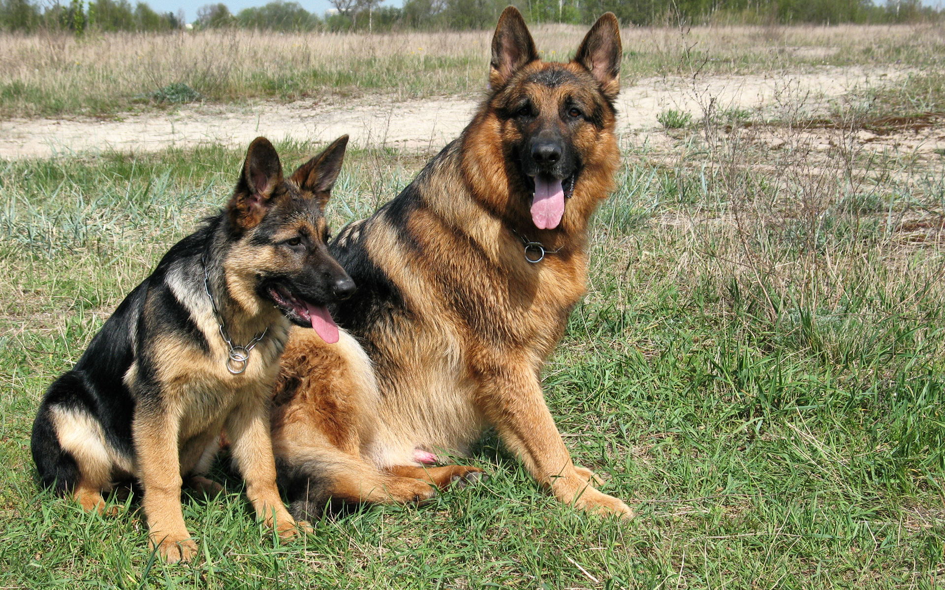 animal, german shepherd, dogs
