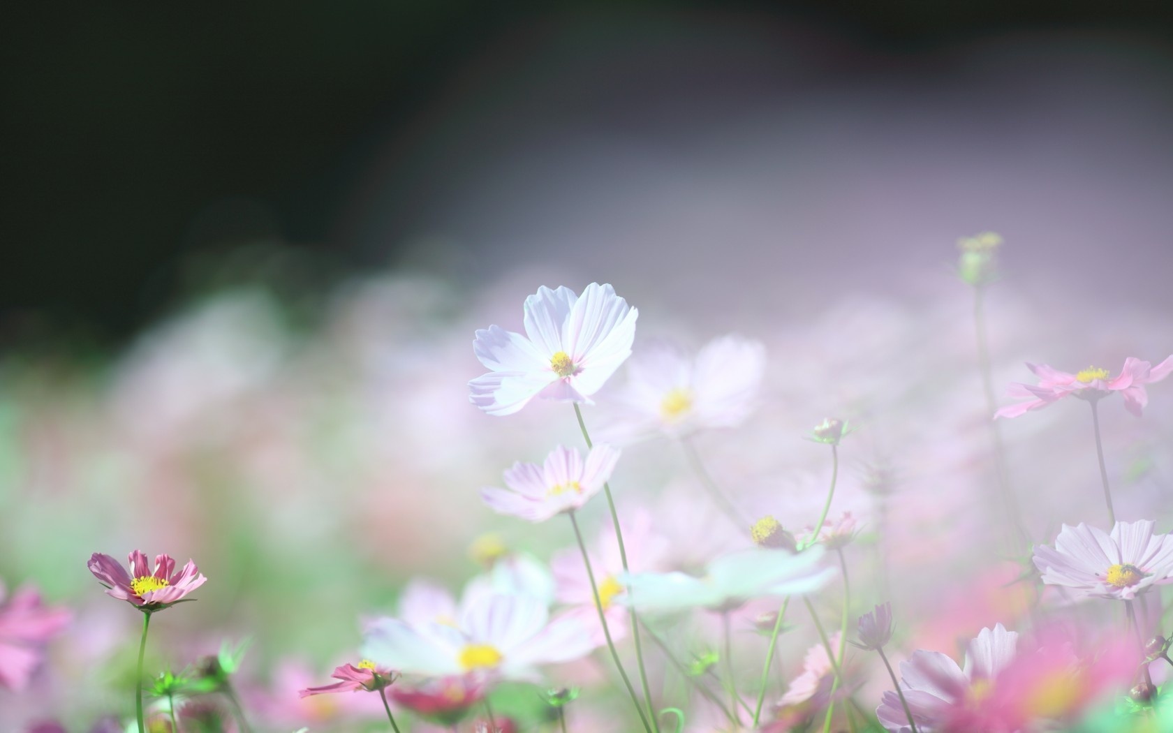 Téléchargez gratuitement l'image Fleurs, Fleur, Terre/nature sur le bureau de votre PC