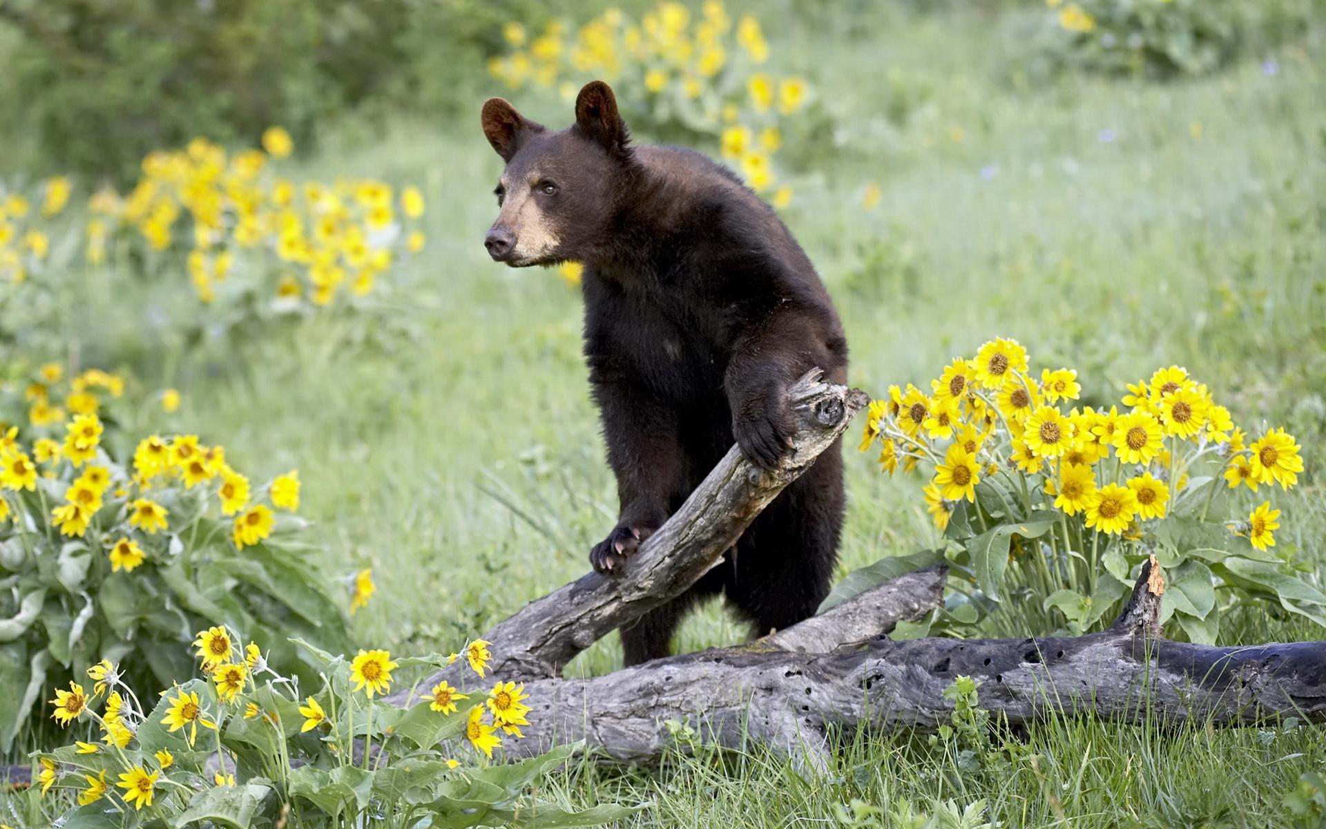 Descarga gratuita de fondo de pantalla para móvil de Animales, Oso.