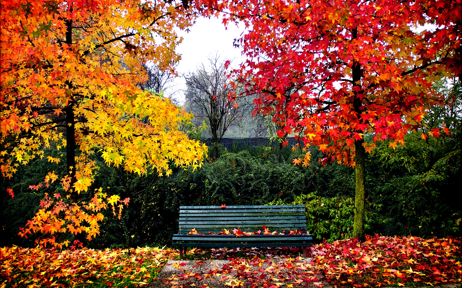 Скачать картинку Осень, Парк, Дерево, Скамья, Сделано Человеком в телефон бесплатно.