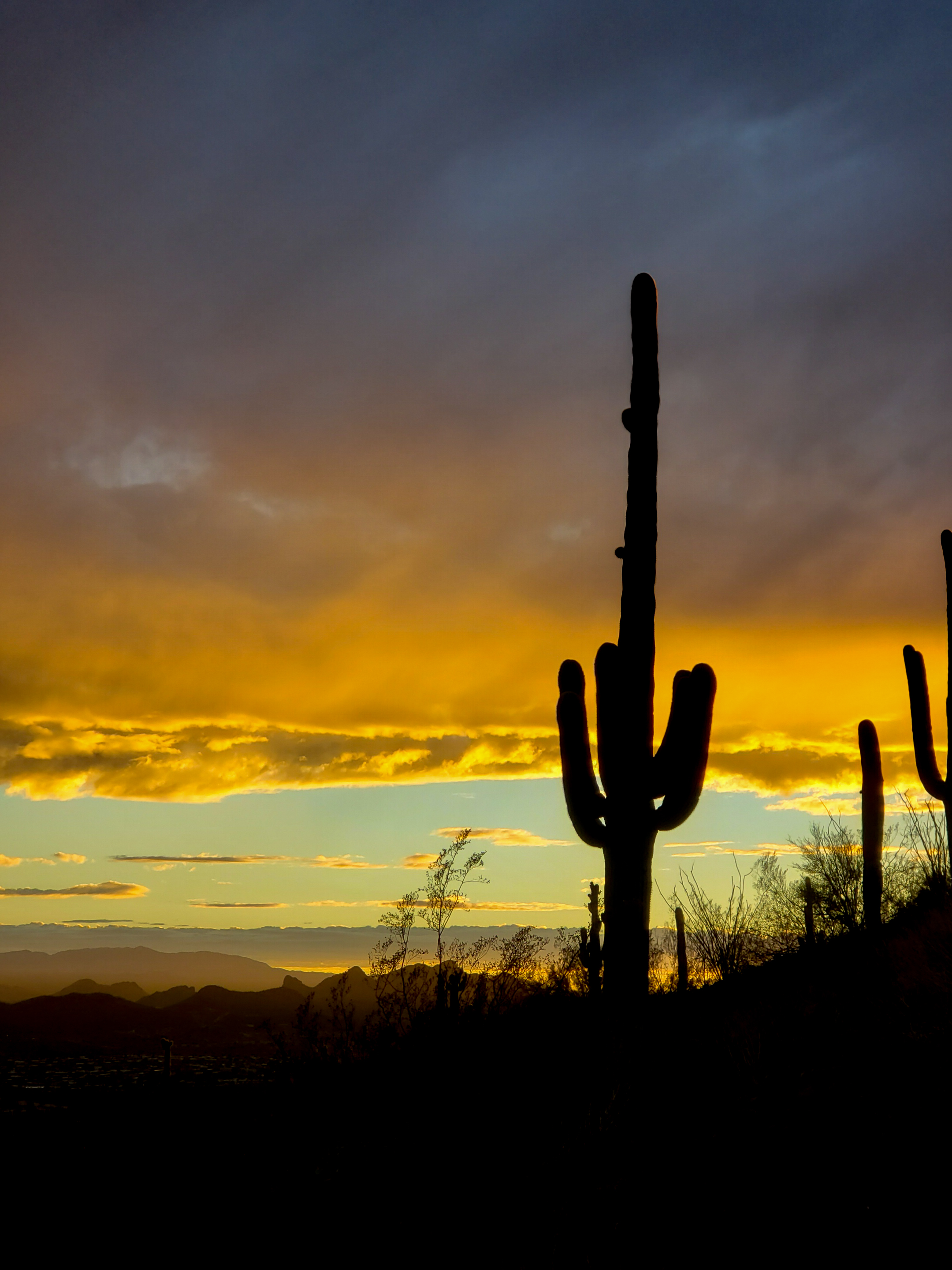nature, cactuses, sunset, twilight, dark, dusk