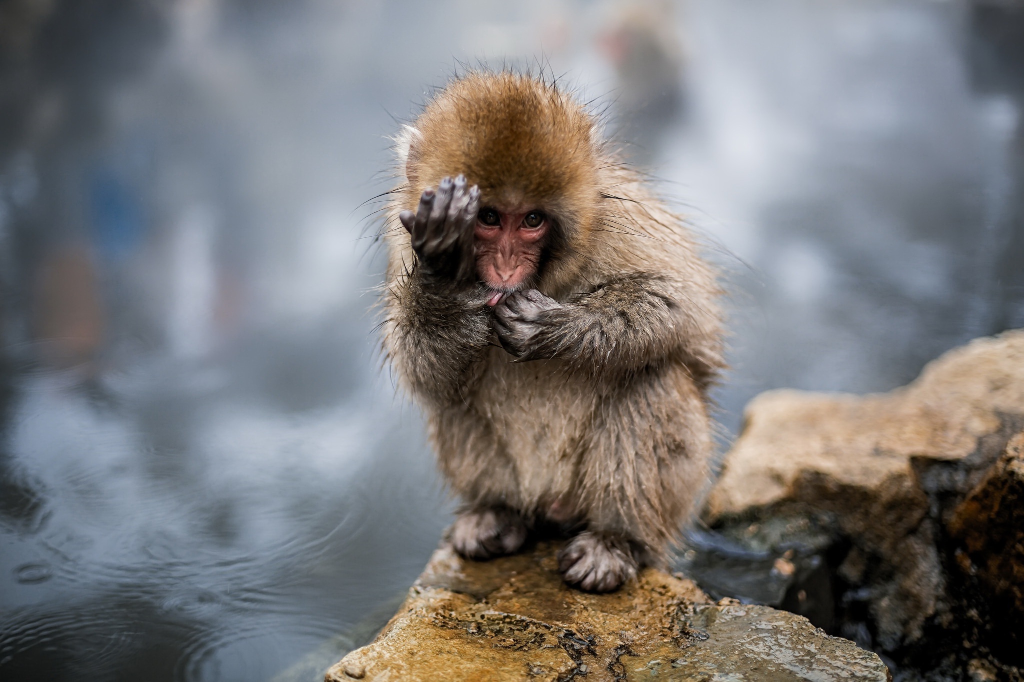 Free download wallpaper Monkeys, Monkey, Animal, Primate, Japanese Macaque, Baby Animal on your PC desktop