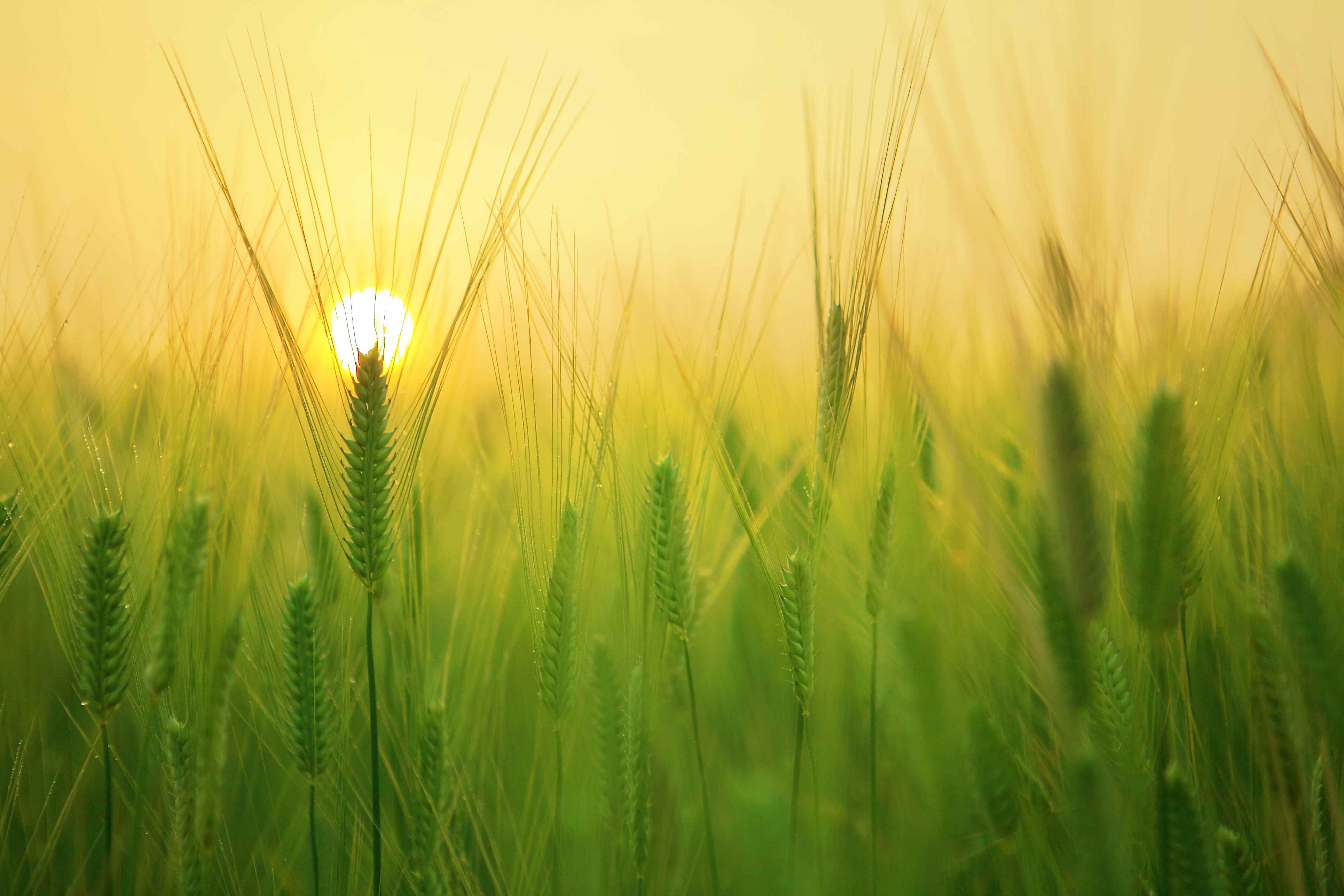 Free download wallpaper Nature, Summer, Wheat, Sunrise, Earth on your PC desktop