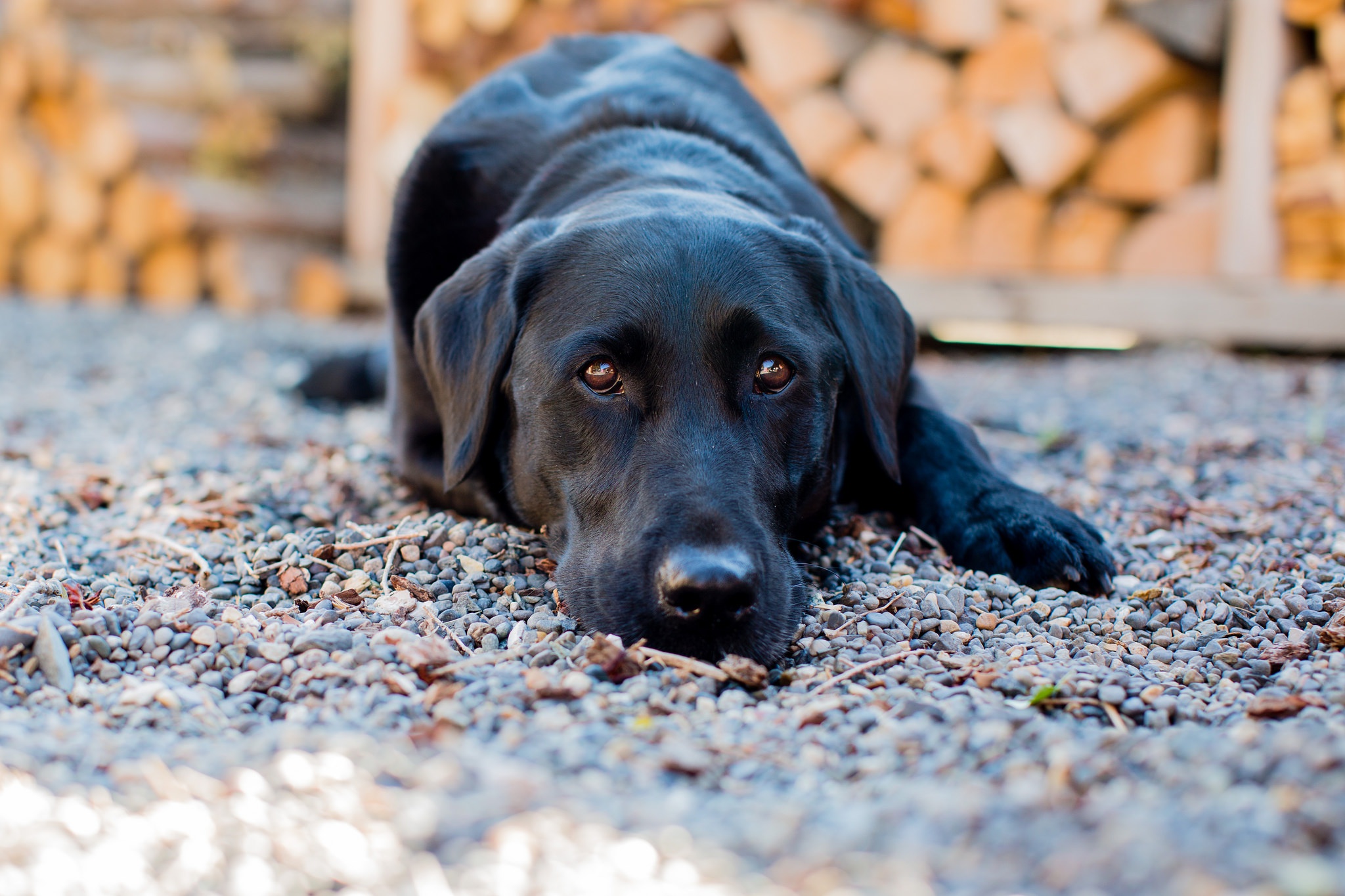 Download mobile wallpaper Dogs, Stone, Animal, Labrador, Stare, Depth Of Field for free.