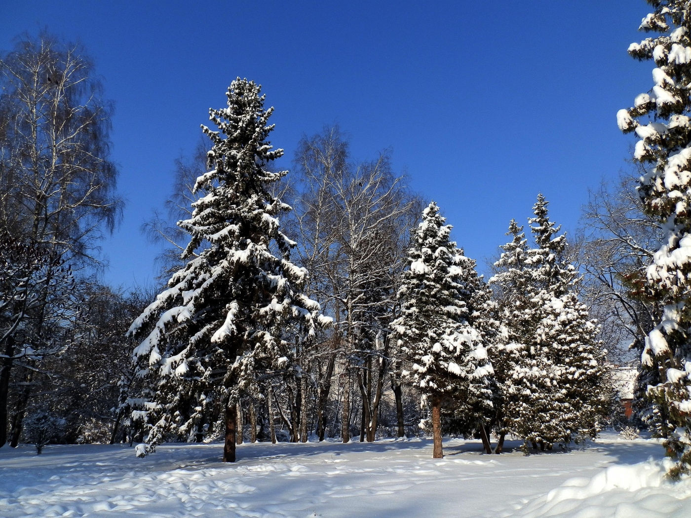 Handy-Wallpaper Winter, Landschaft, Bäume kostenlos herunterladen.