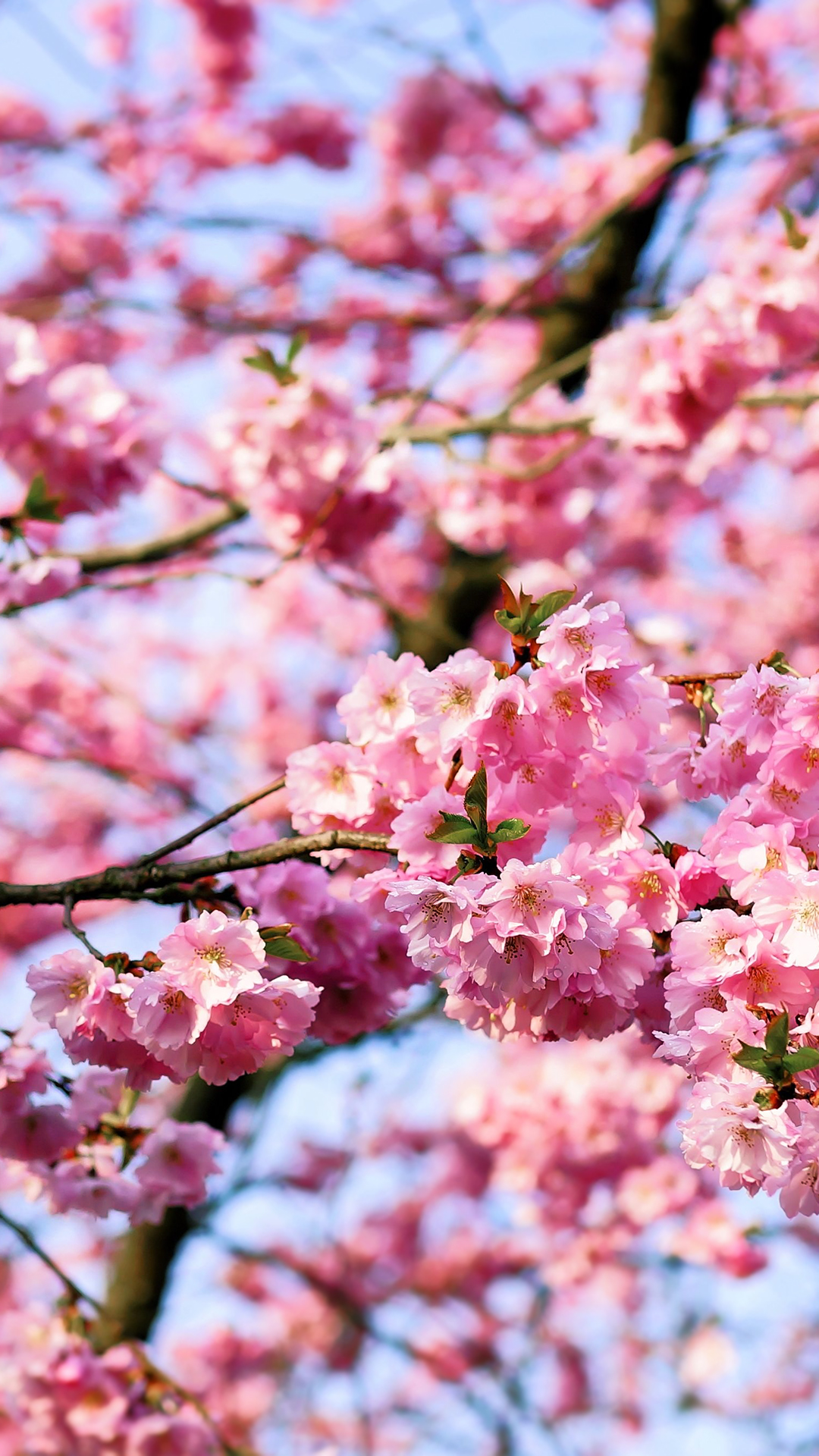 Download mobile wallpaper Flowers, Earth, Spring, Cherry Blossom, Blossom for free.