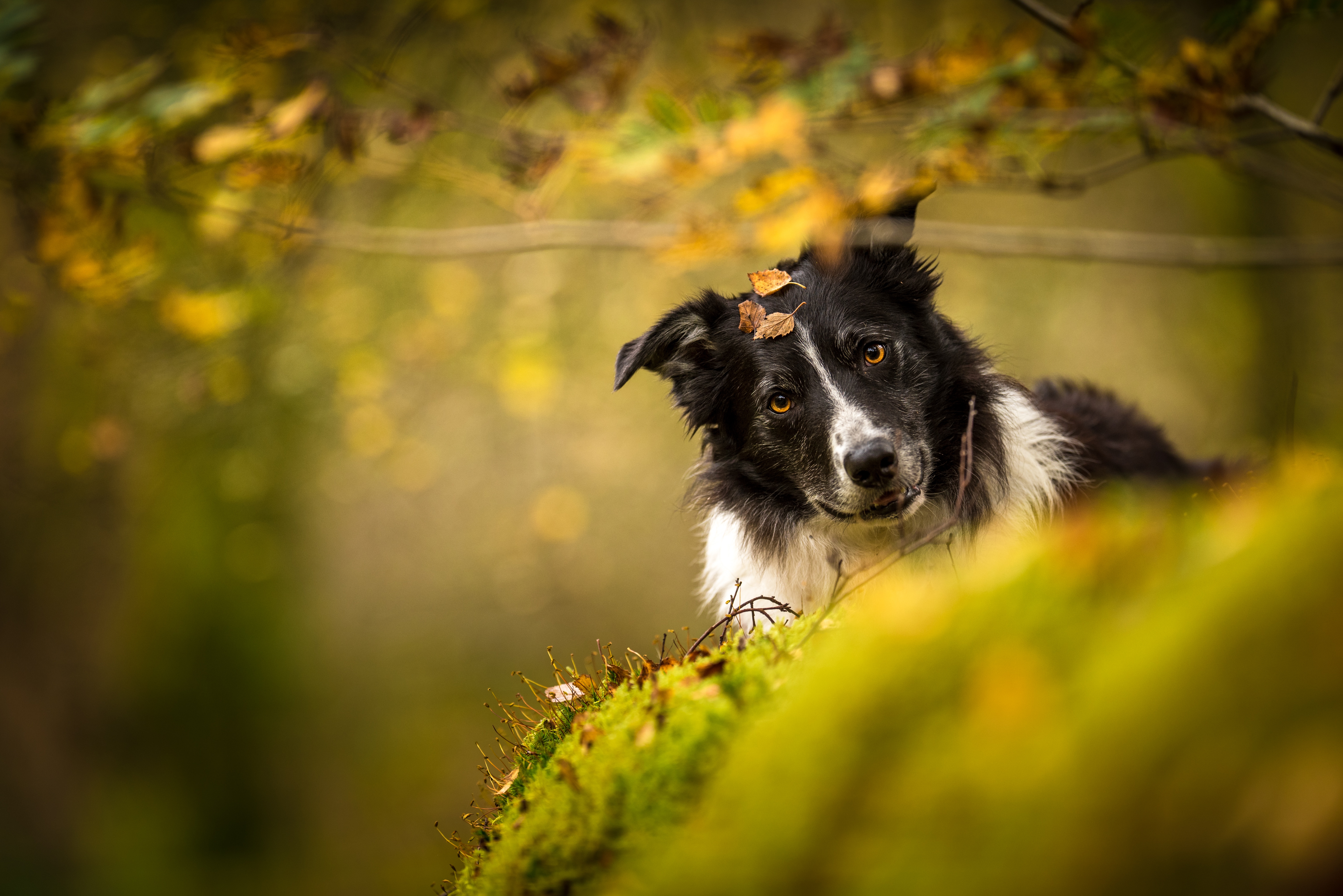 Handy-Wallpaper Tiere, Hunde, Hund, Border Collie kostenlos herunterladen.