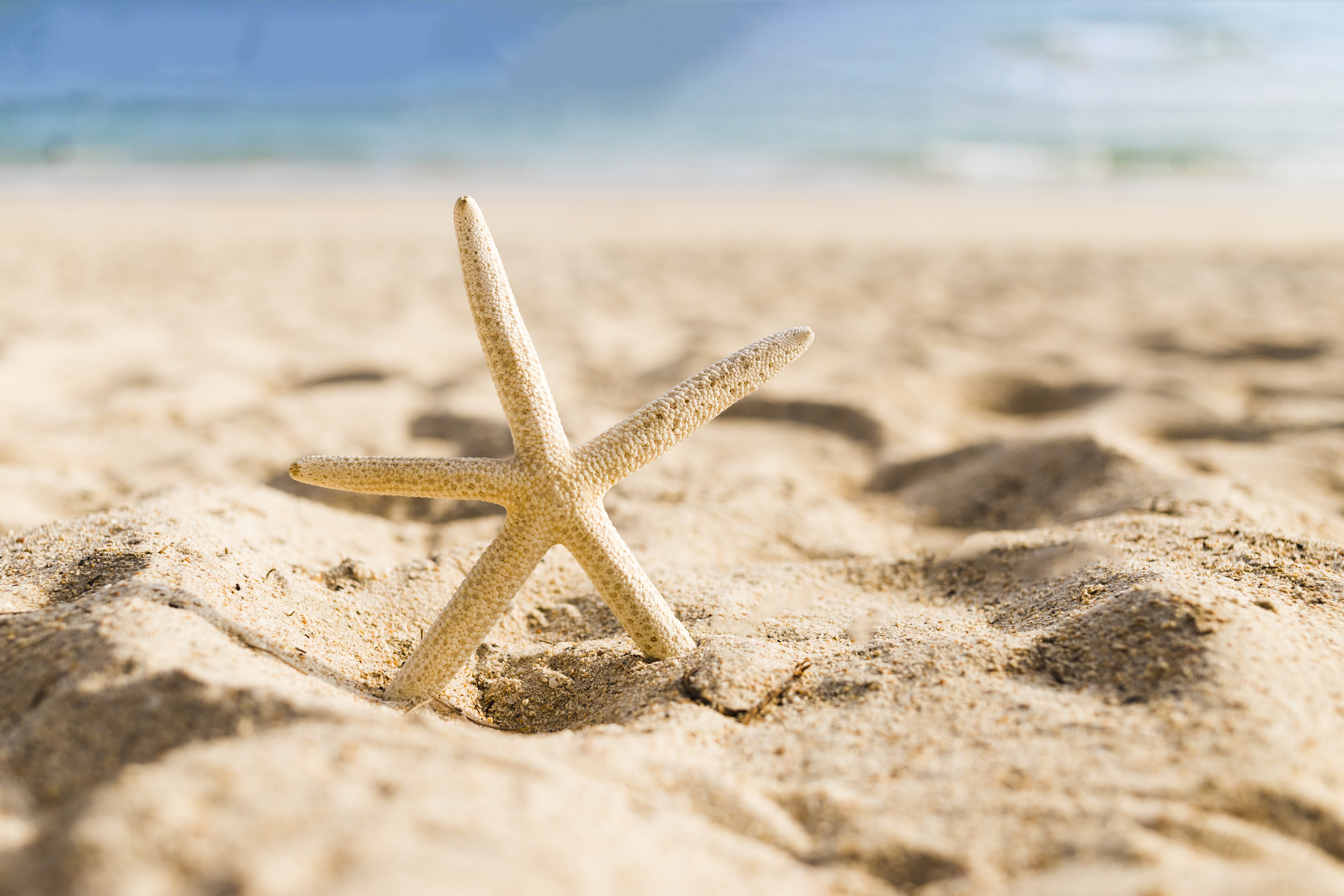 Download mobile wallpaper Sand, Starfish, Animal, Sea Life for free.
