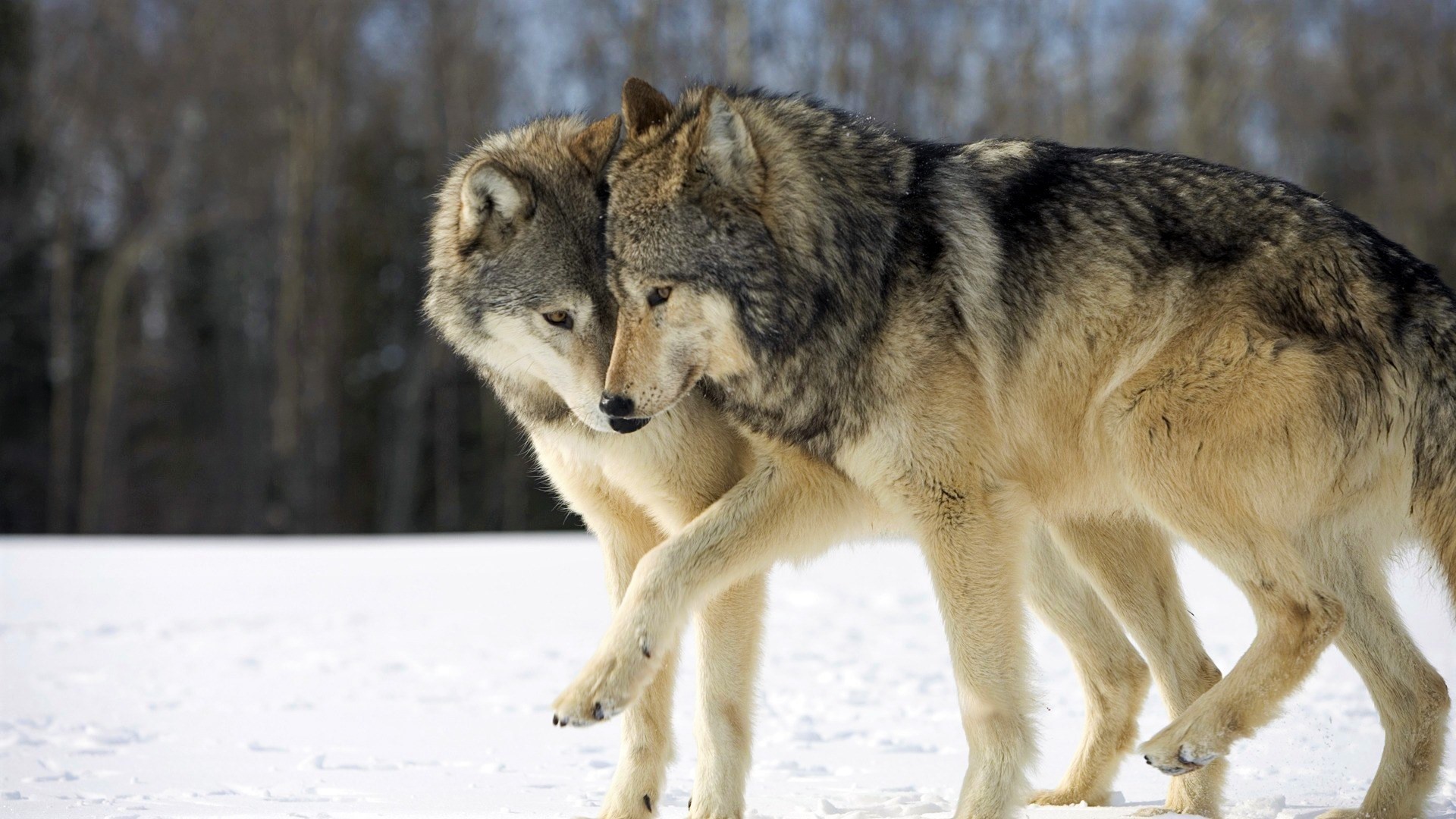 Download mobile wallpaper Winter, Snow, Wolf, Animal, Wolves for free.
