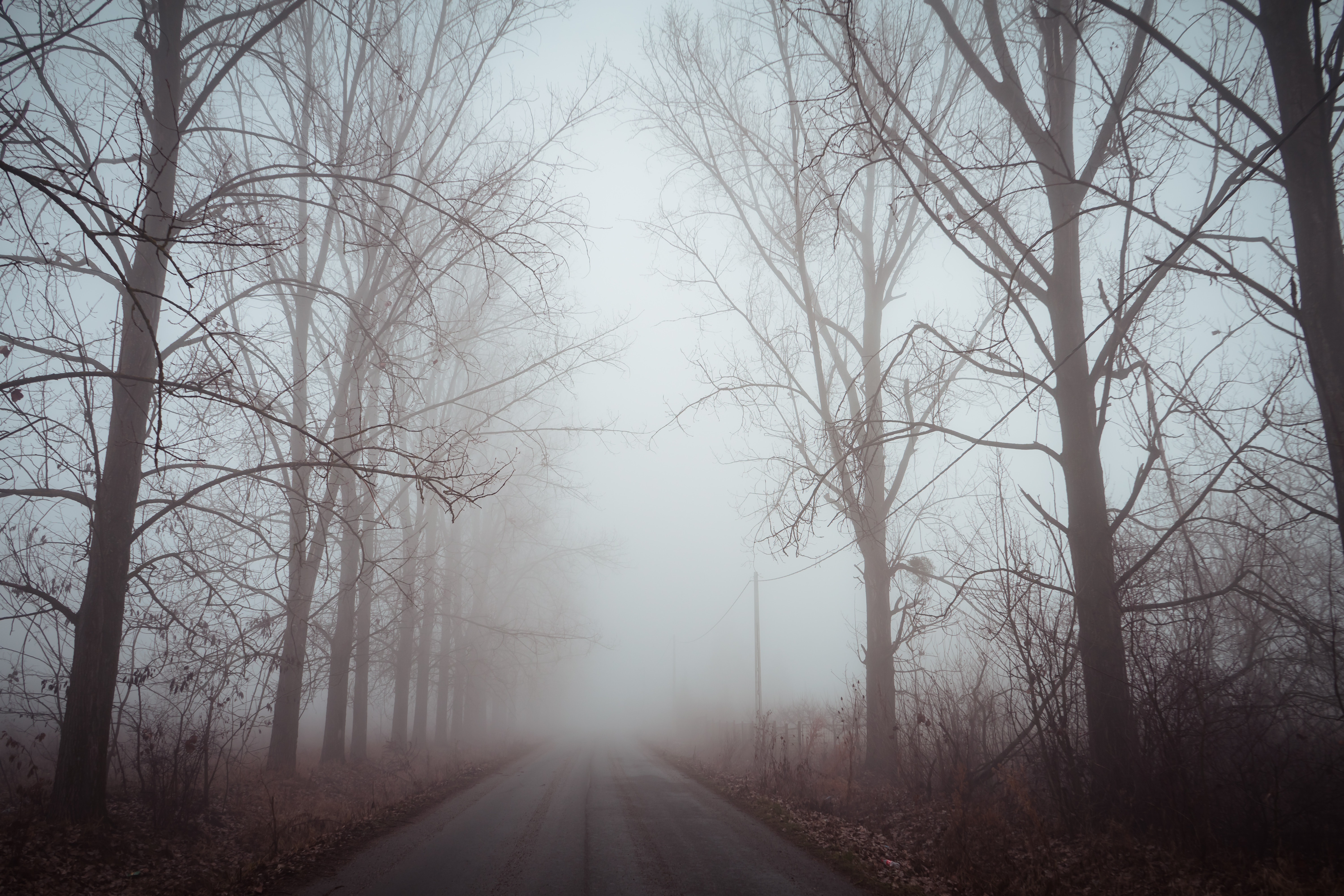 Download mobile wallpaper Trees, Road, Fog, Nature, Dawn, Silence for free.