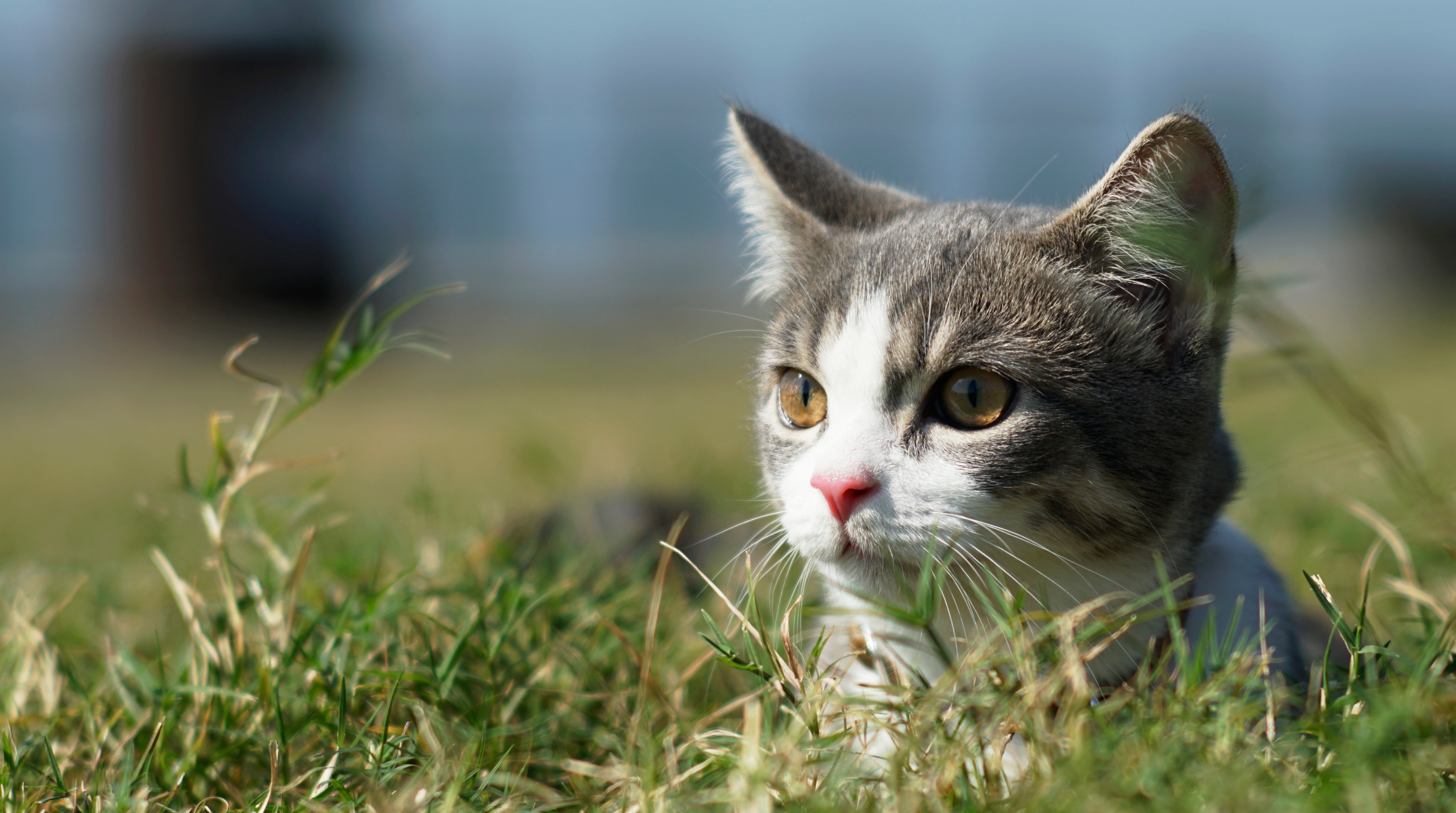 Descarga gratuita de fondo de pantalla para móvil de Gato, Gatos, Animales.