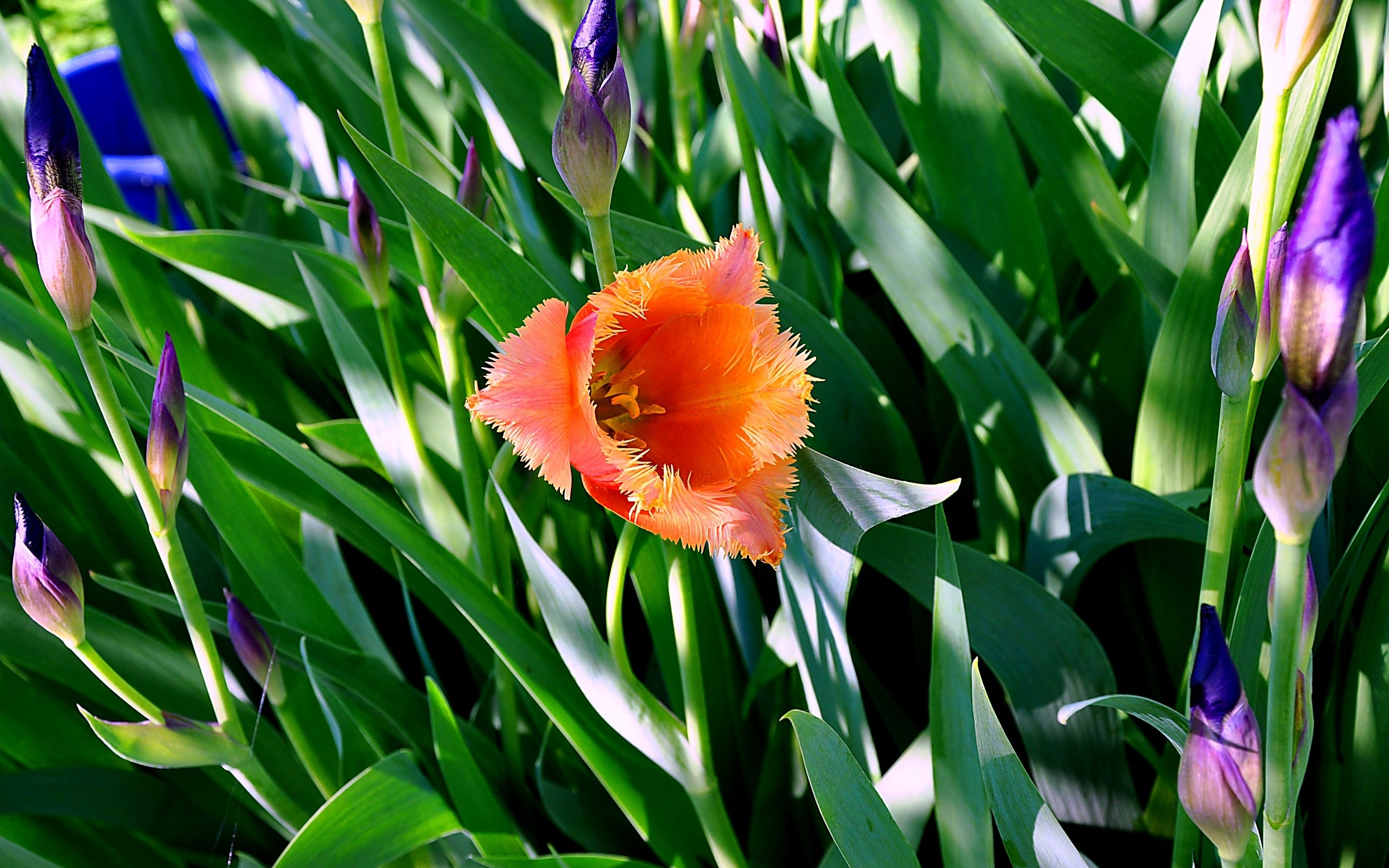 46038 télécharger le fond d'écran tulipes, plantes, fleurs, vert - économiseurs d'écran et images gratuitement