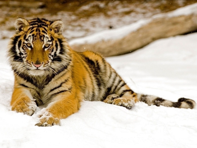 Download mobile wallpaper Winter, Cats, Snow, Tiger, Animal for free.