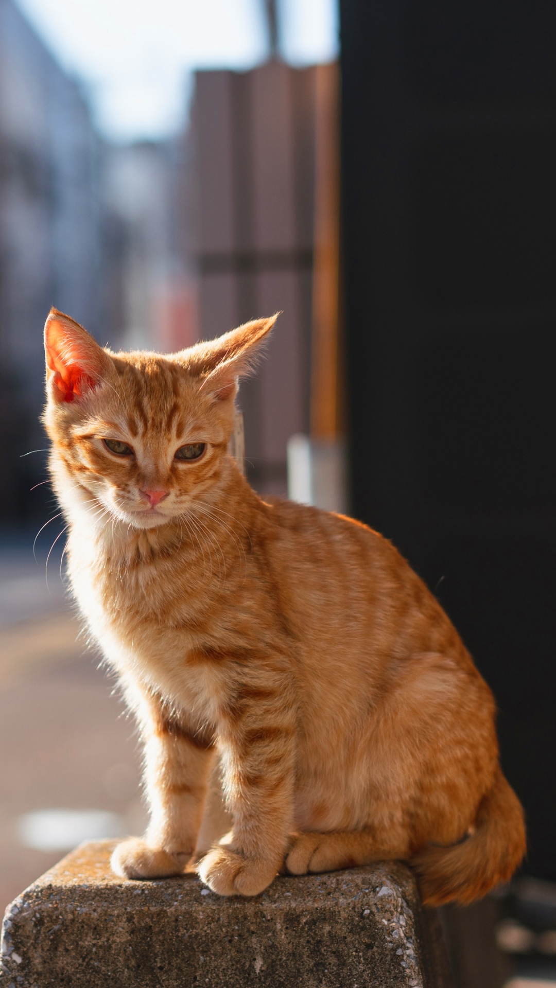 無料モバイル壁紙動物, ネコ, 猫, 被写界深度をダウンロードします。