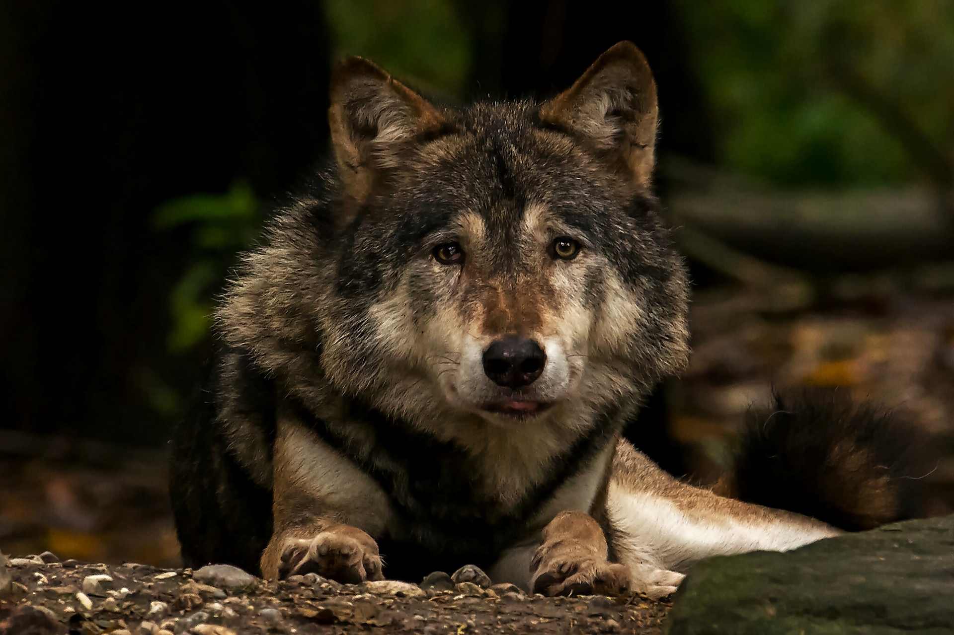 Download mobile wallpaper Muzzle, Wolf, Animal, Wolves for free.