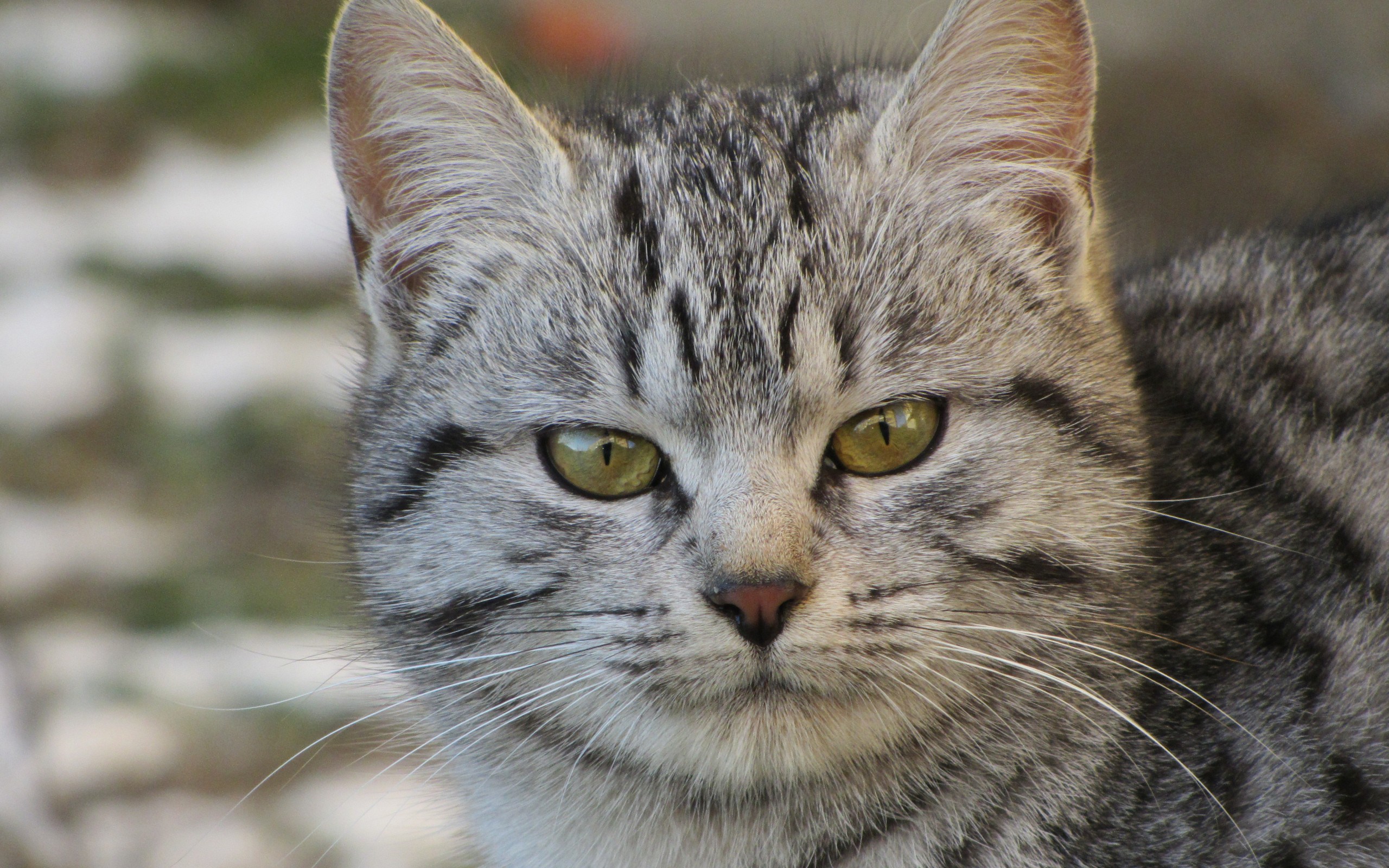 無料モバイル壁紙動物, ネコ, 猫をダウンロードします。