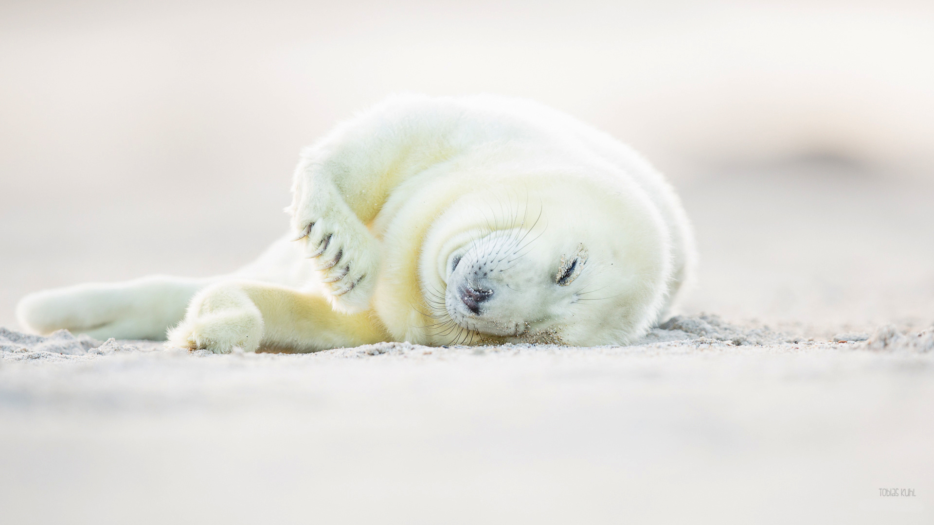 Laden Sie das Tiere, Sand, Schlafen, Dichtungen, Seehund-Bild kostenlos auf Ihren PC-Desktop herunter