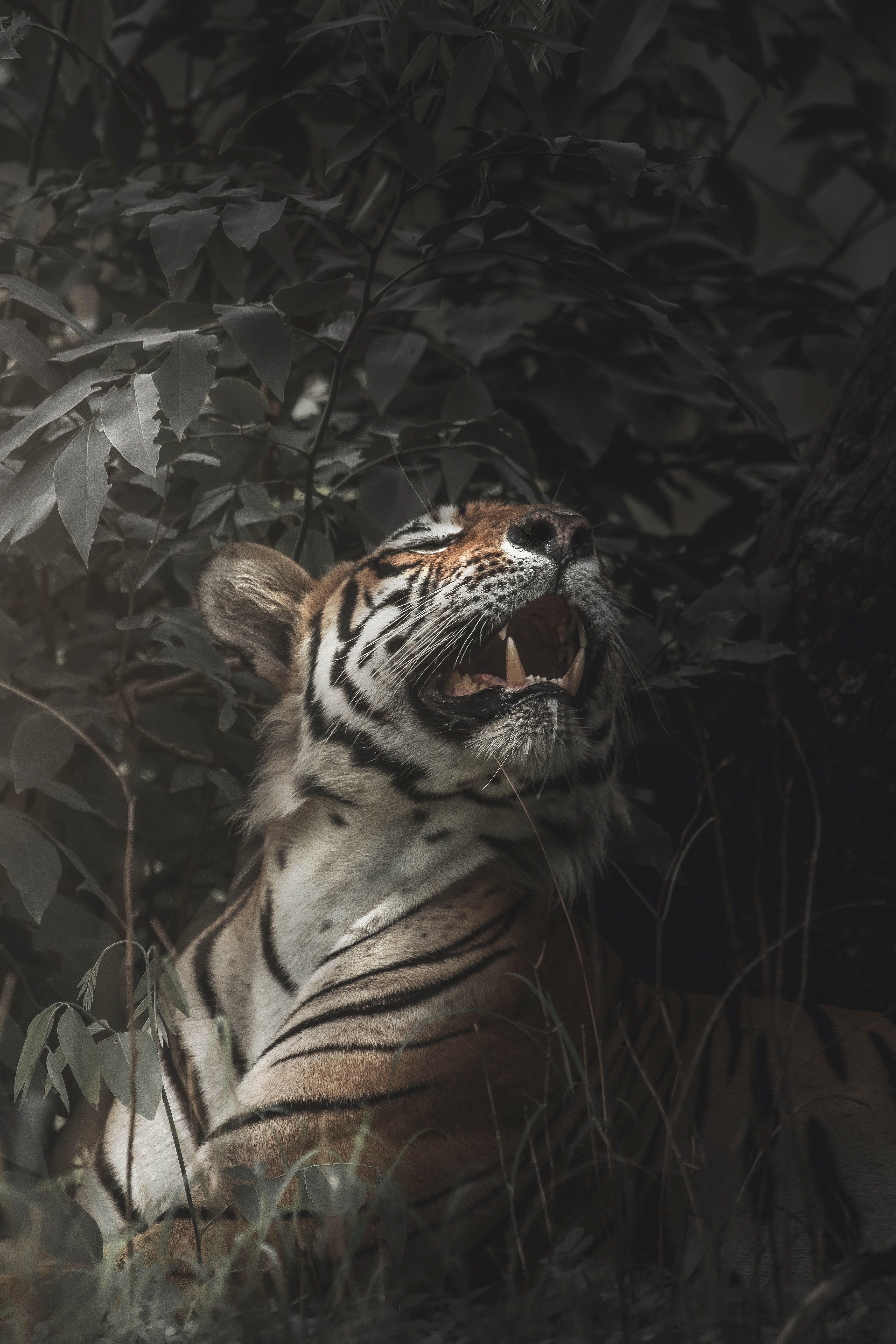 149647 descargar imagen animales, caer, depredador, gato grande, tigre, colmillos, boca: fondos de pantalla y protectores de pantalla gratis