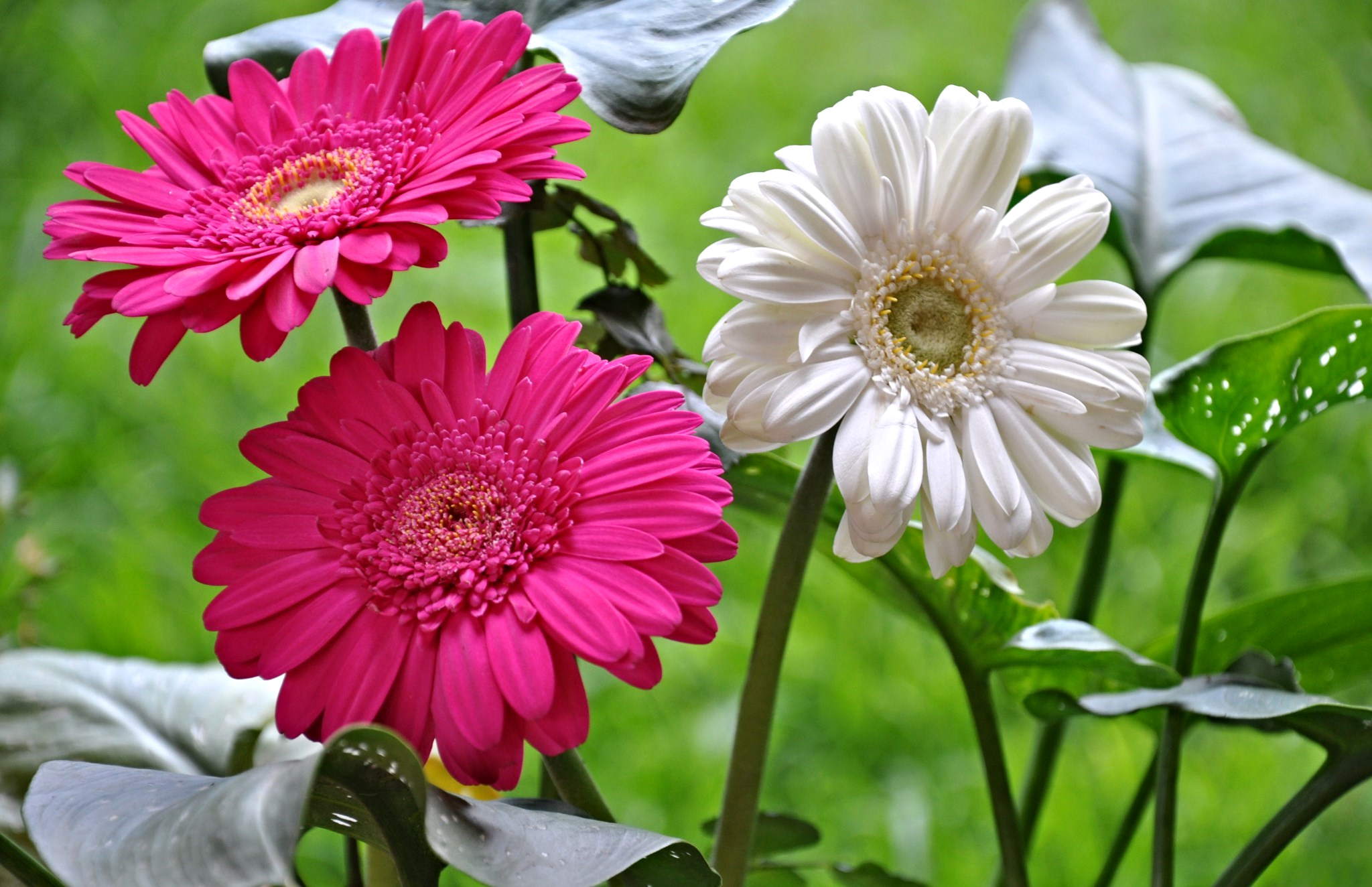 Laden Sie das Natur, Blumen, Gerbera, Blume, Makro, Weiße Blume, Erde/natur, Pinke Blume-Bild kostenlos auf Ihren PC-Desktop herunter