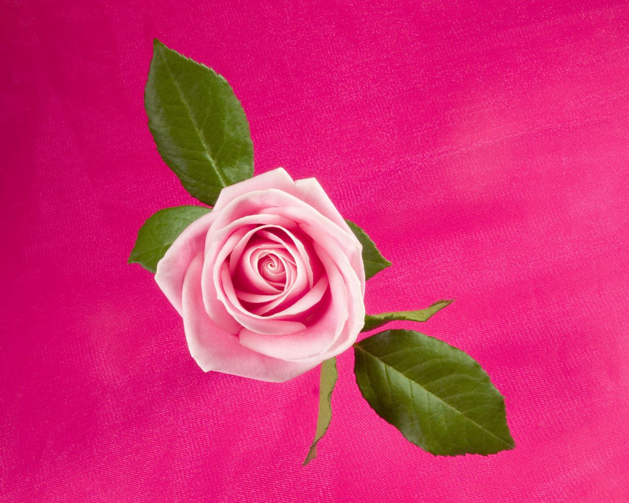Téléchargez des papiers peints mobile Feuilles, Bourgeon, Fleurs, Fleur, Une Rose, Rose, Contexte gratuitement.