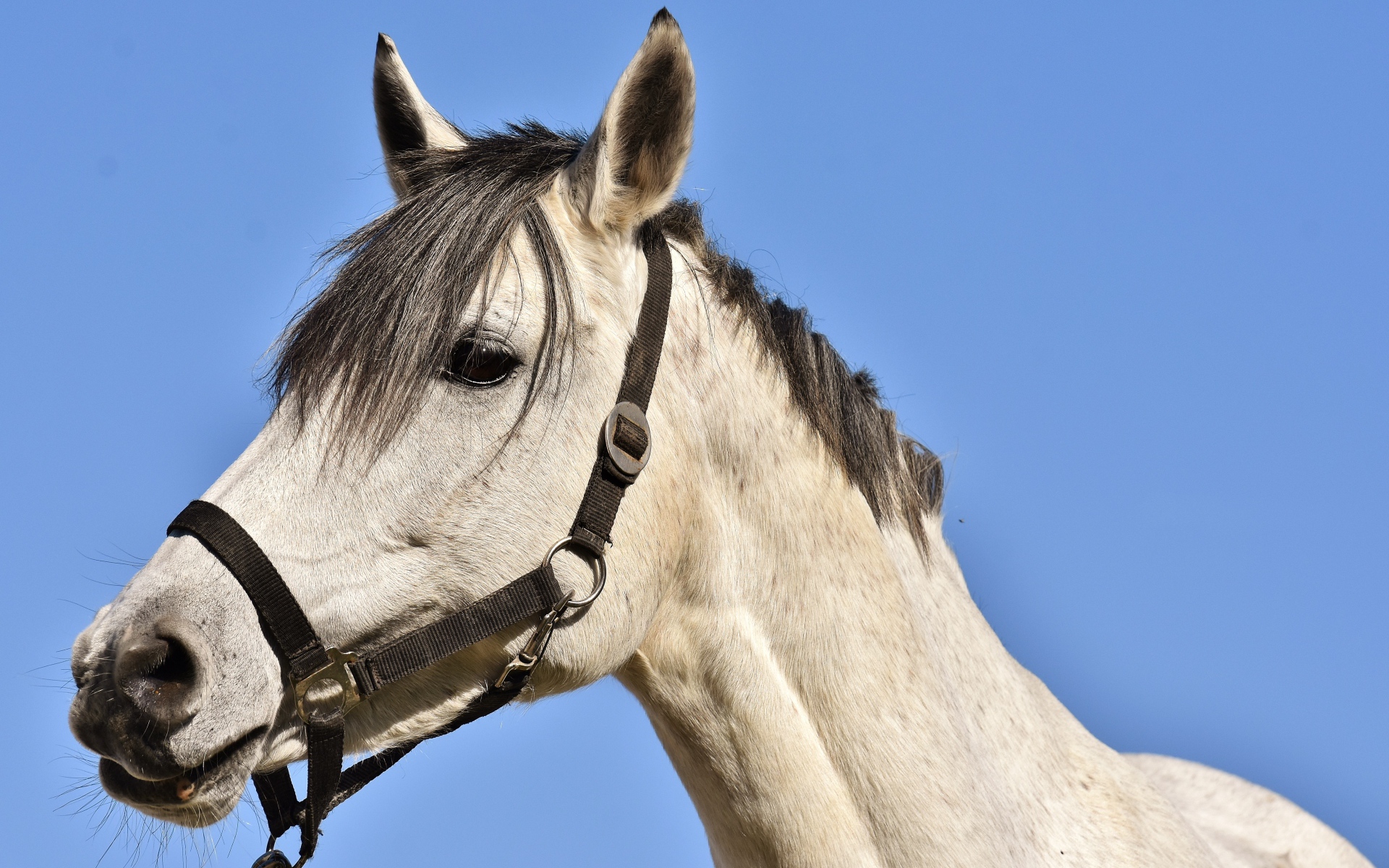 Laden Sie das Tiere, Hauspferd-Bild kostenlos auf Ihren PC-Desktop herunter