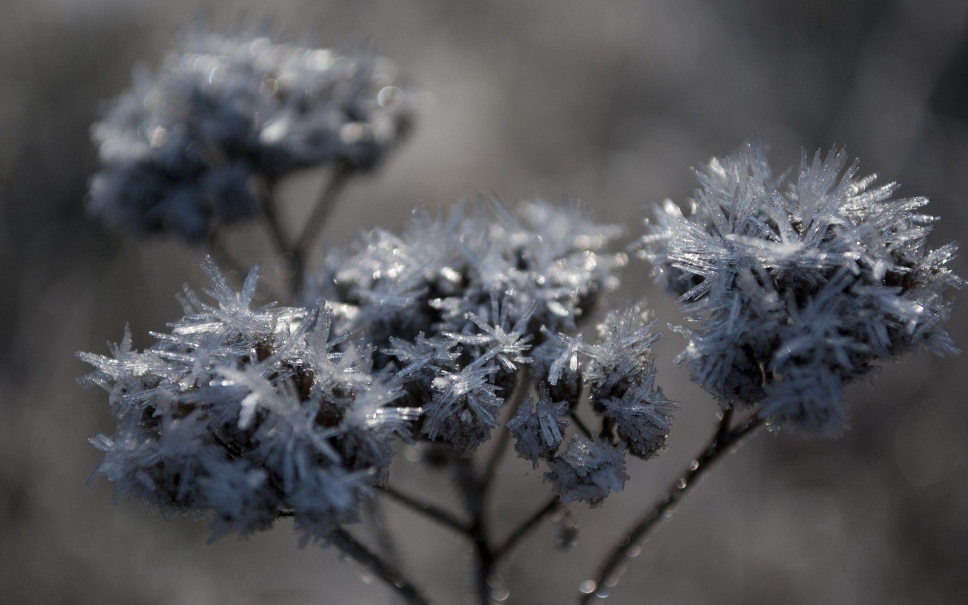 Download mobile wallpaper Branch, Frost, Hoarfrost, Grass, Plant, Macro for free.