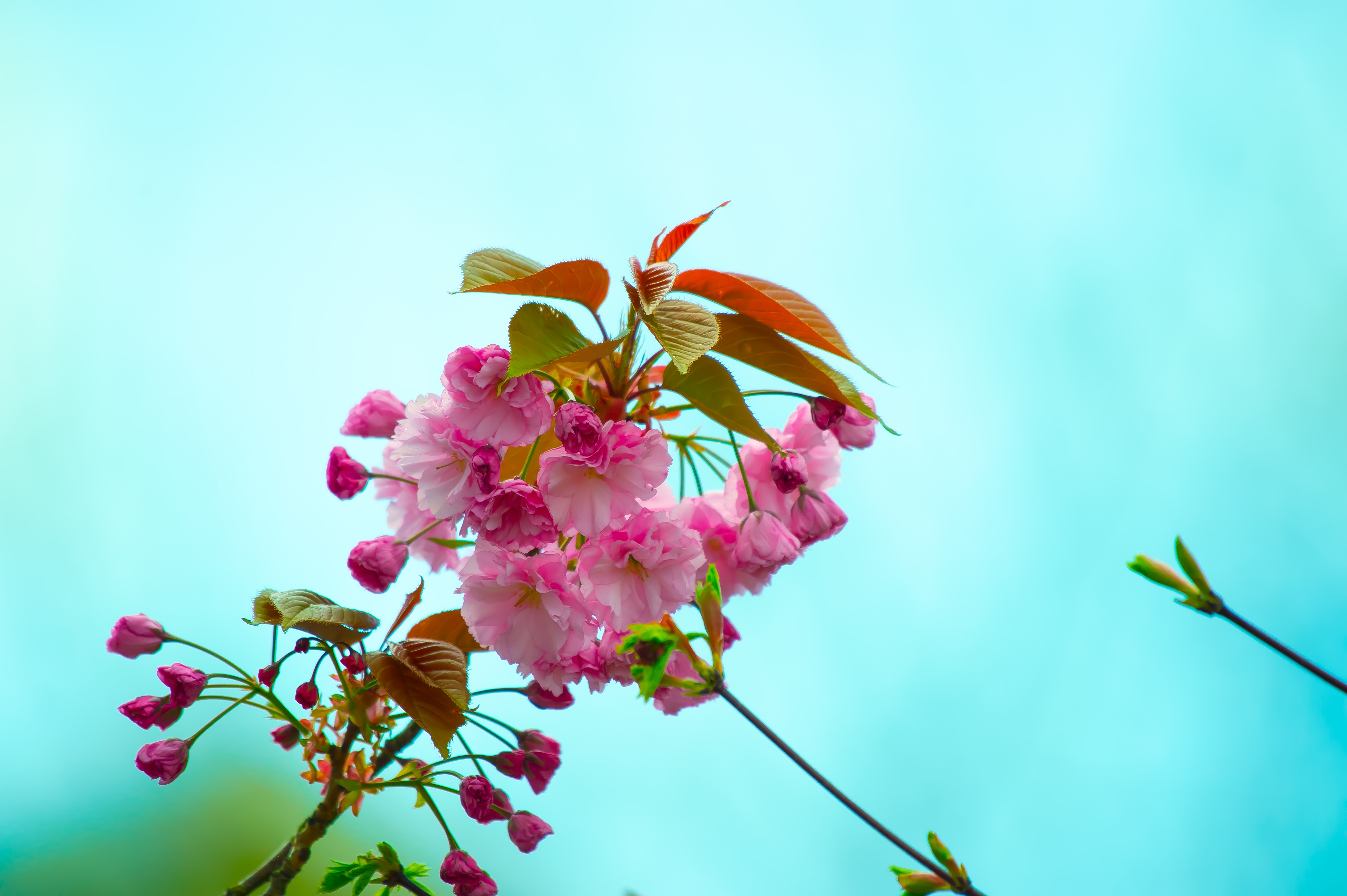 157340 télécharger l'image printemps, rose, source, floraison, fleurs, branche, flore - fonds d'écran et économiseurs d'écran gratuits