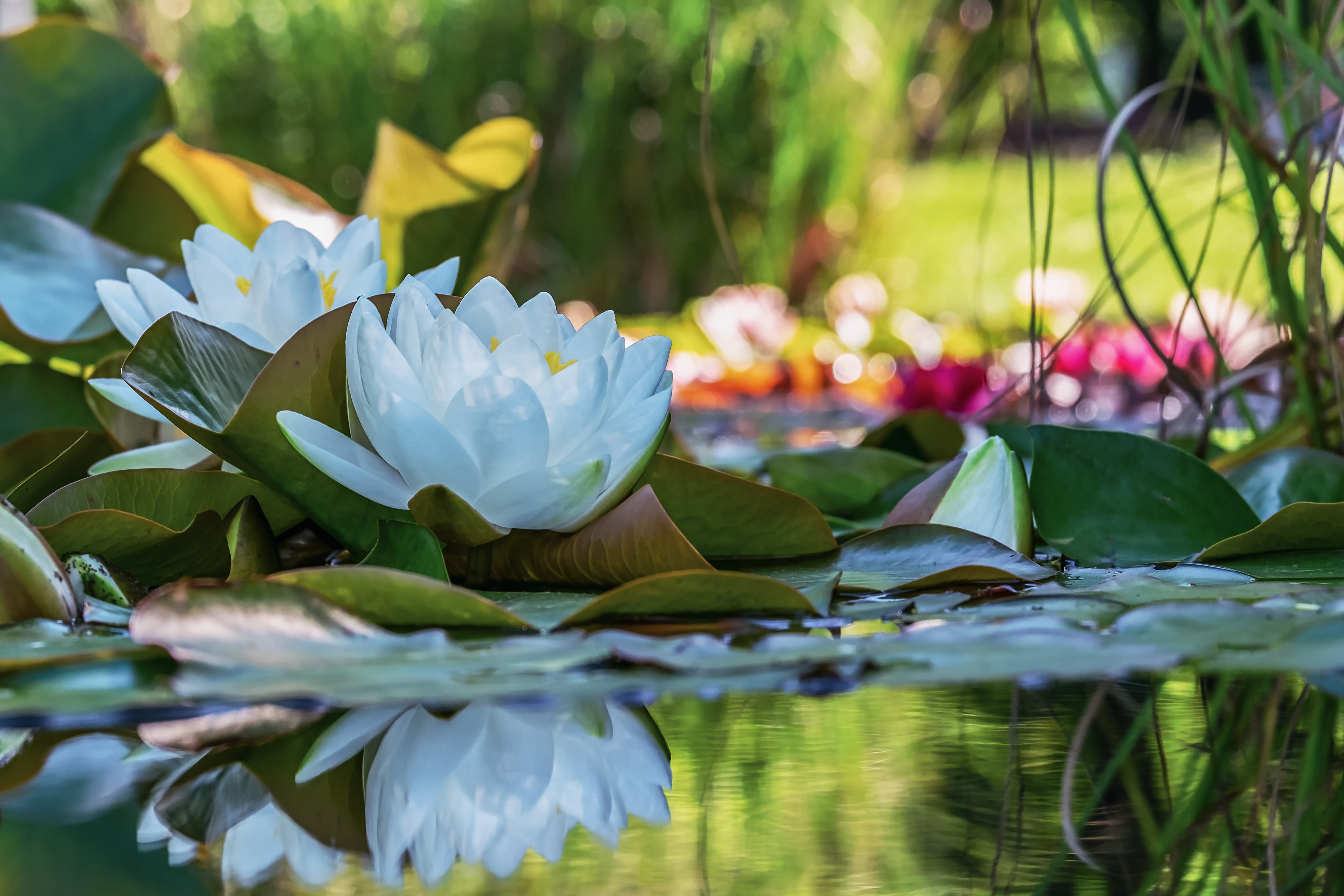 Download mobile wallpaper Nature, Flowers, Reflection, Flower, Leaf, Earth, Water Lily for free.
