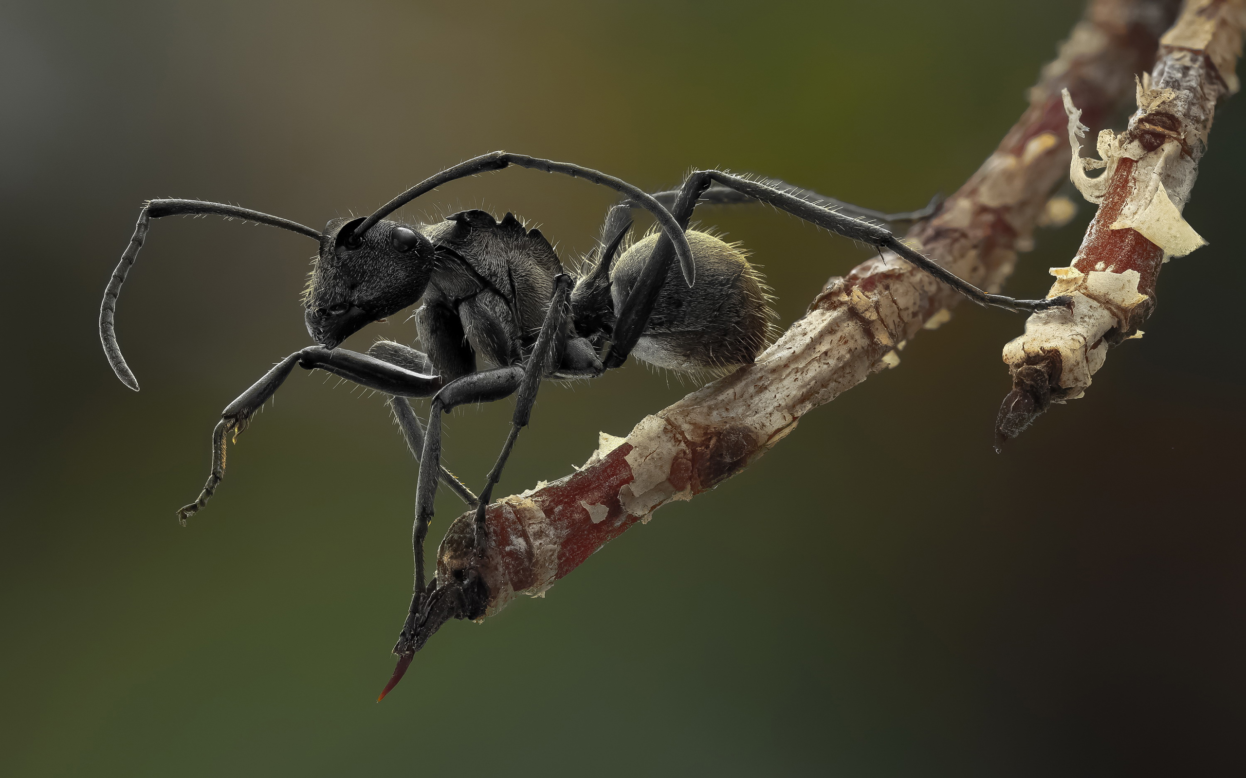 Free download wallpaper Insect, Animal, Ant on your PC desktop