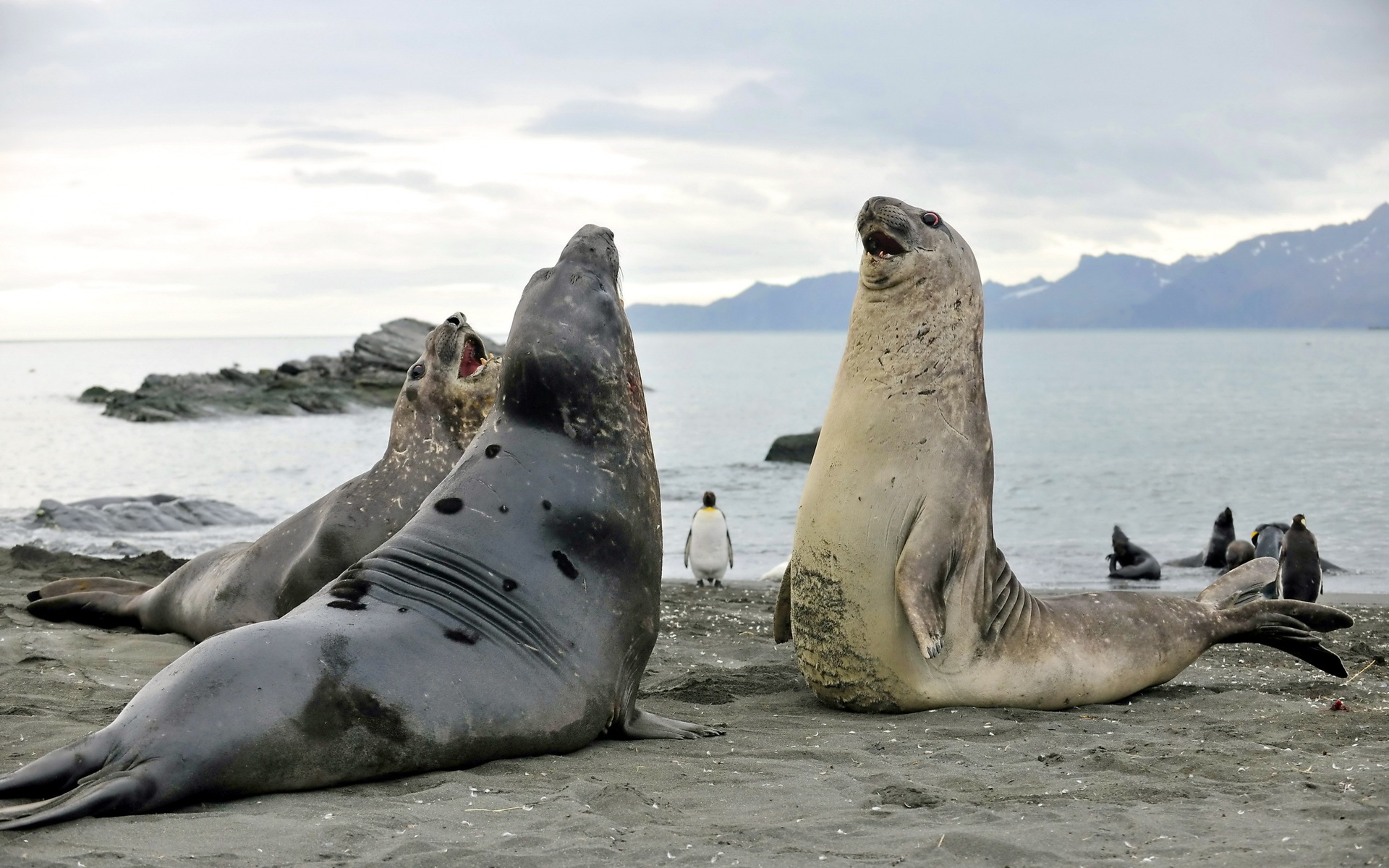 278097 descargar fondo de pantalla animales, elefante marino, focas: protectores de pantalla e imágenes gratis