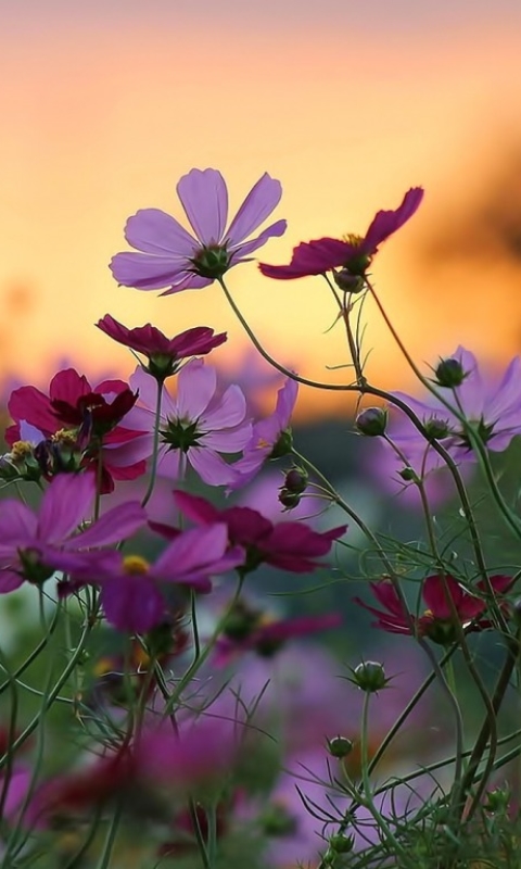 Download mobile wallpaper Flowers, Flower, Earth, Daisy, Cosmos for free.