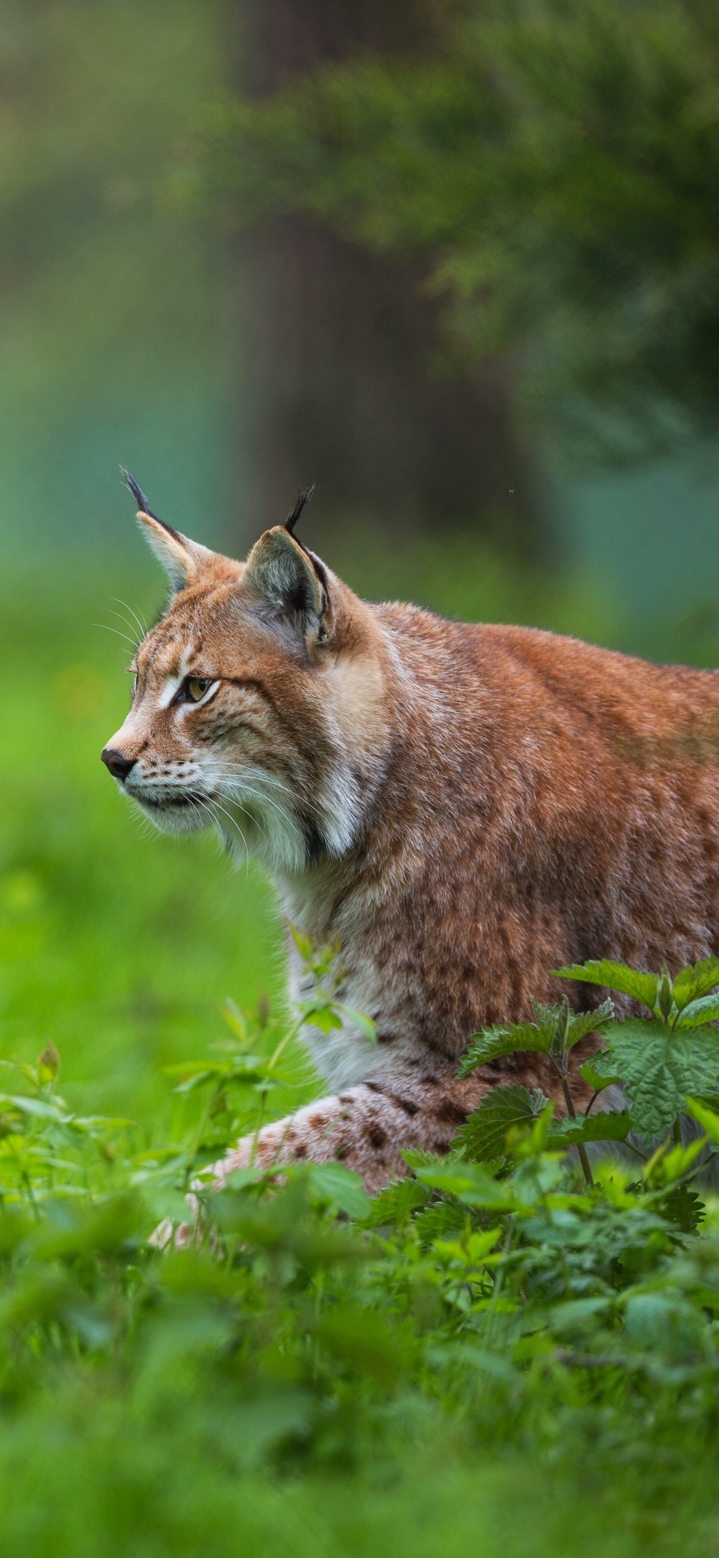 Téléchargez des papiers peints mobile Animaux, Chats, Lynx gratuitement.