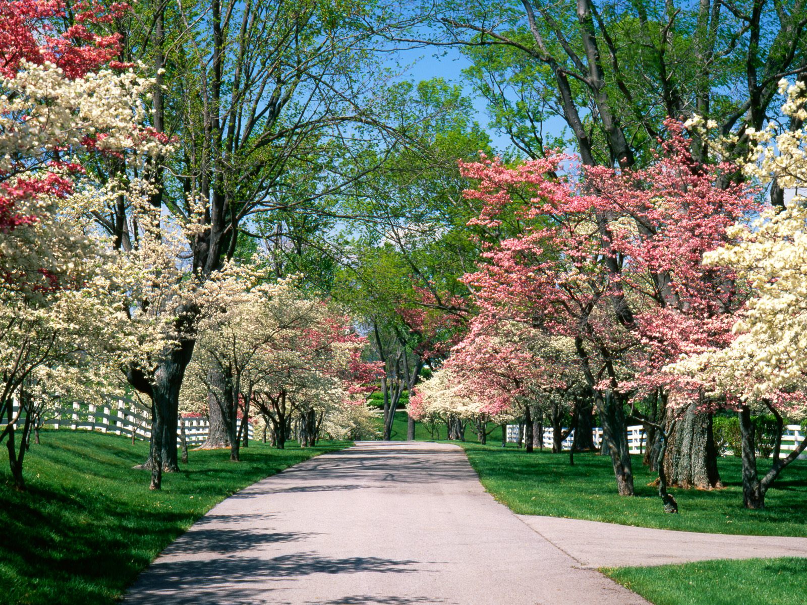 Baixe gratuitamente a imagem Parque, Árvore, Florescer, Primavera, Fotografia na área de trabalho do seu PC