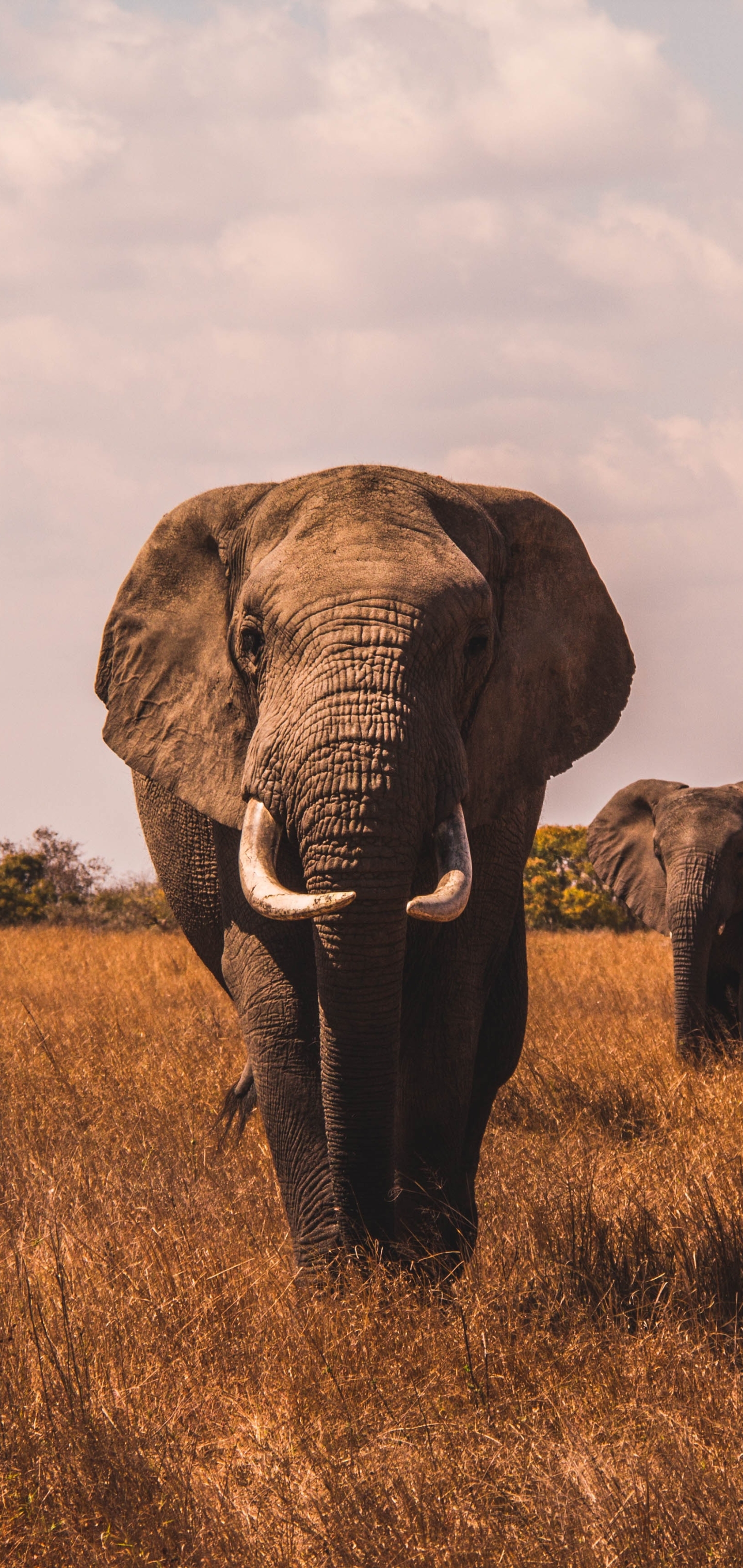 Téléchargez gratuitement l'image Animaux, Éléphant, Éléphants, Éléphant De Savane D'afrique, Regard, Eléphant sur le bureau de votre PC