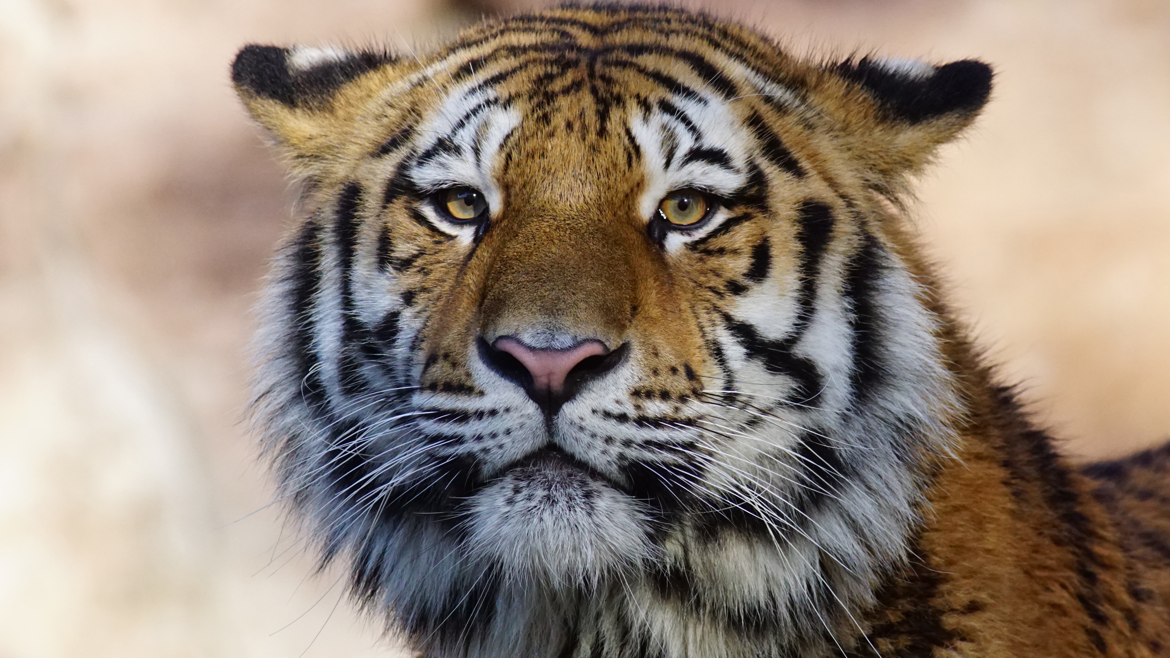 Baixar papel de parede para celular de Animais, Gatos, Tigre gratuito.