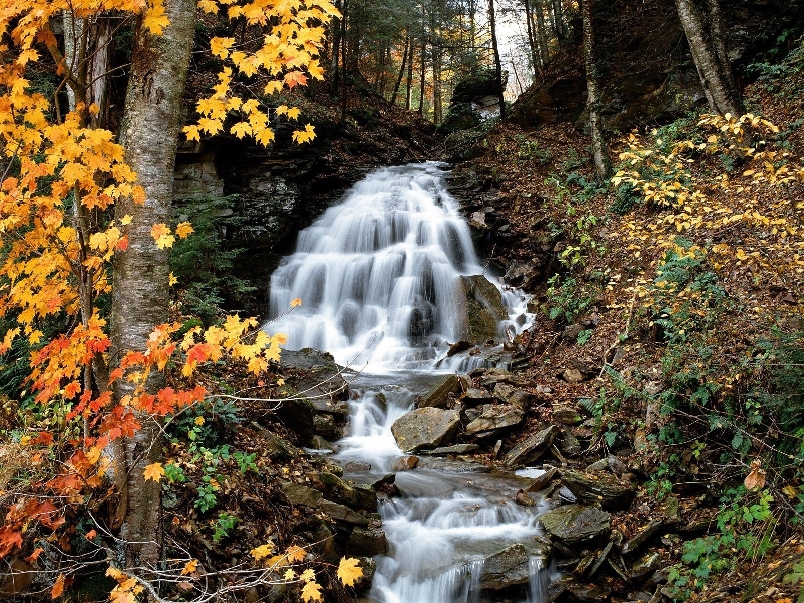 Download mobile wallpaper Nature, Water, Waterfall, Forest, Fall, Earth for free.