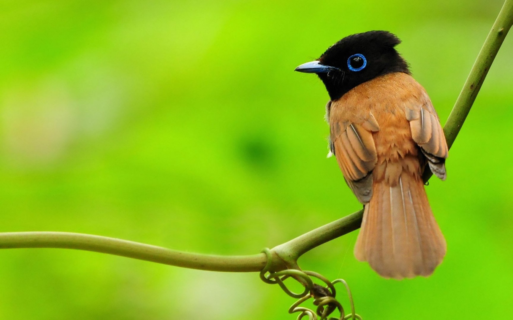 Téléchargez gratuitement l'image Animaux, Oiseau sur le bureau de votre PC