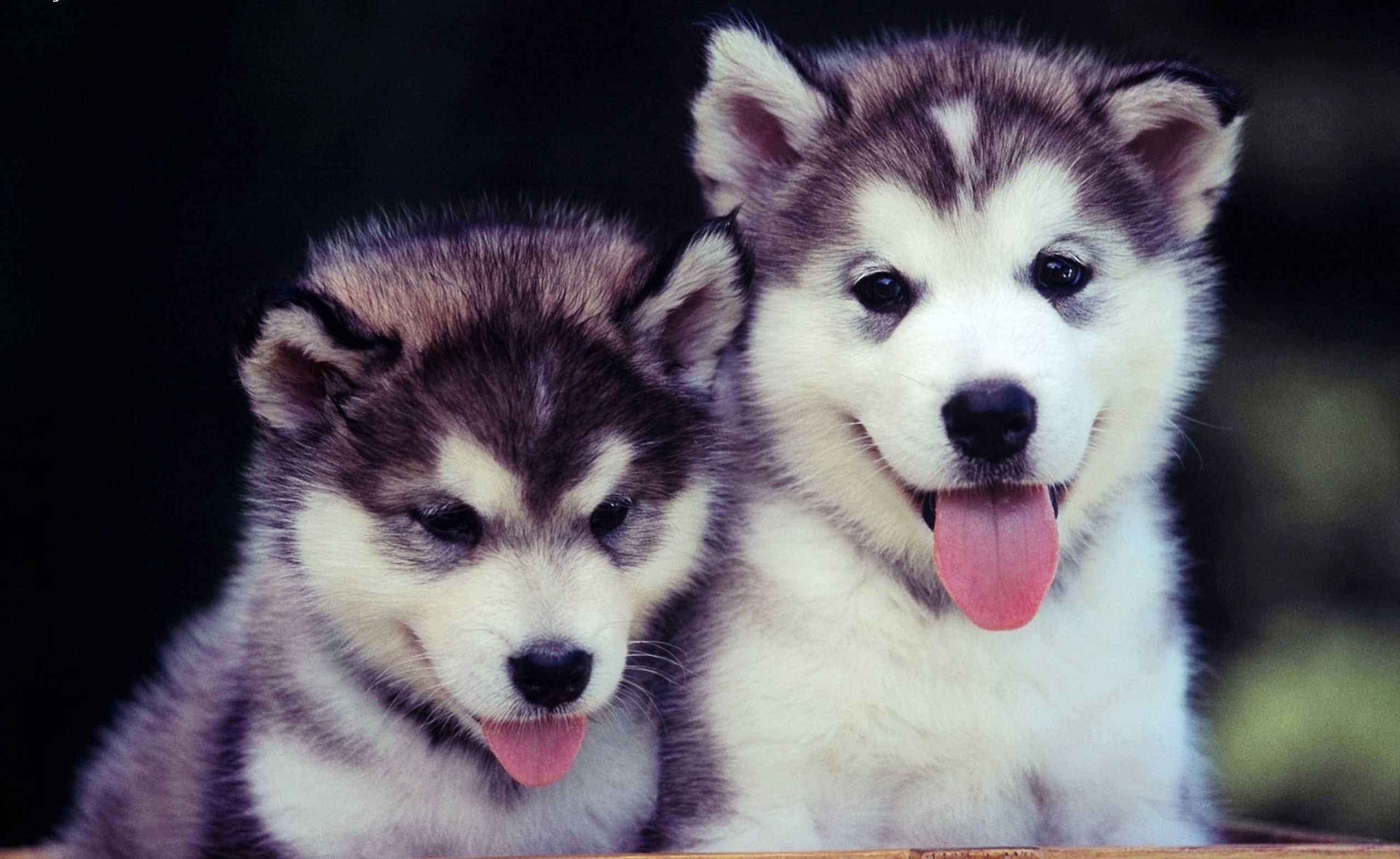 cute, dogs, animals, couple, pair, muzzle, blue eyed, puppies