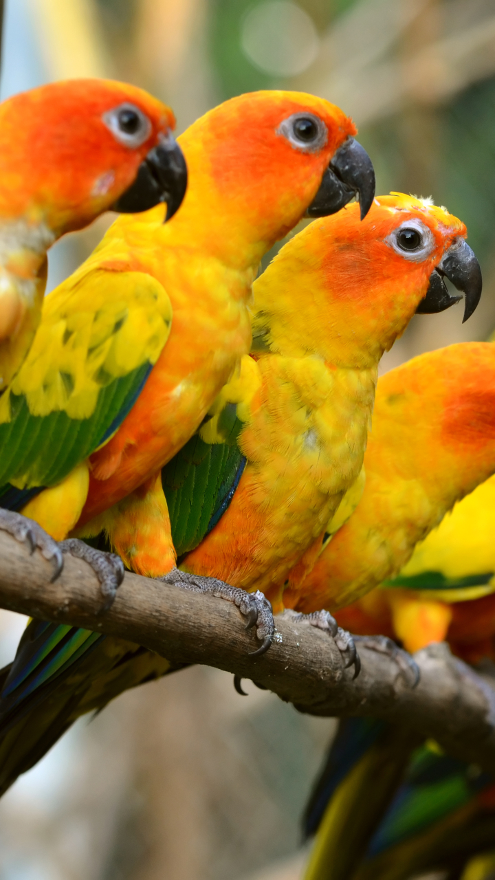 1121500 Hintergrundbild herunterladen tiere, sonnensittich, vogel, papagei, vögel - Bildschirmschoner und Bilder kostenlos