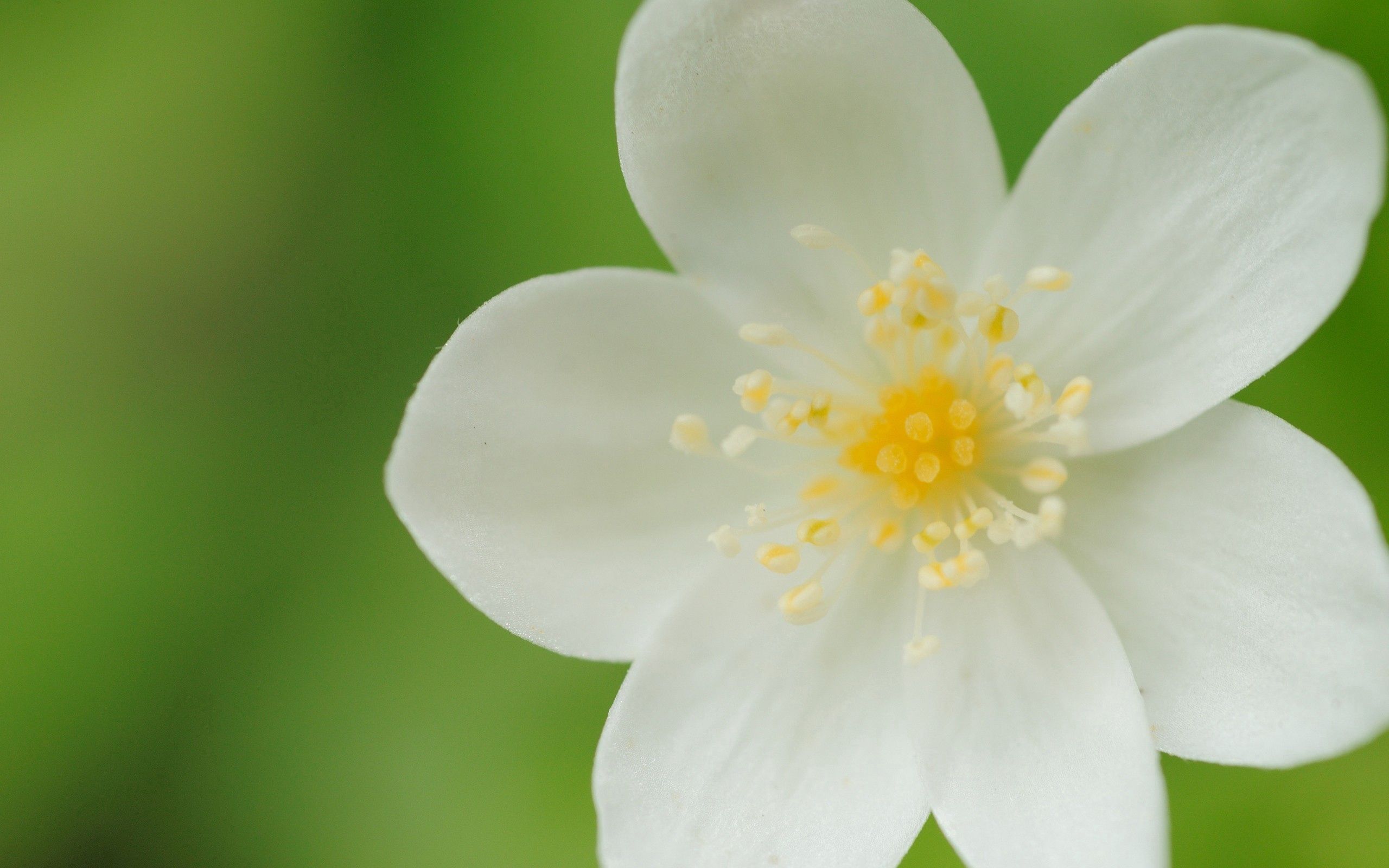 Laden Sie das Makro, Blütenblätter, Blume, Pflanze-Bild kostenlos auf Ihren PC-Desktop herunter