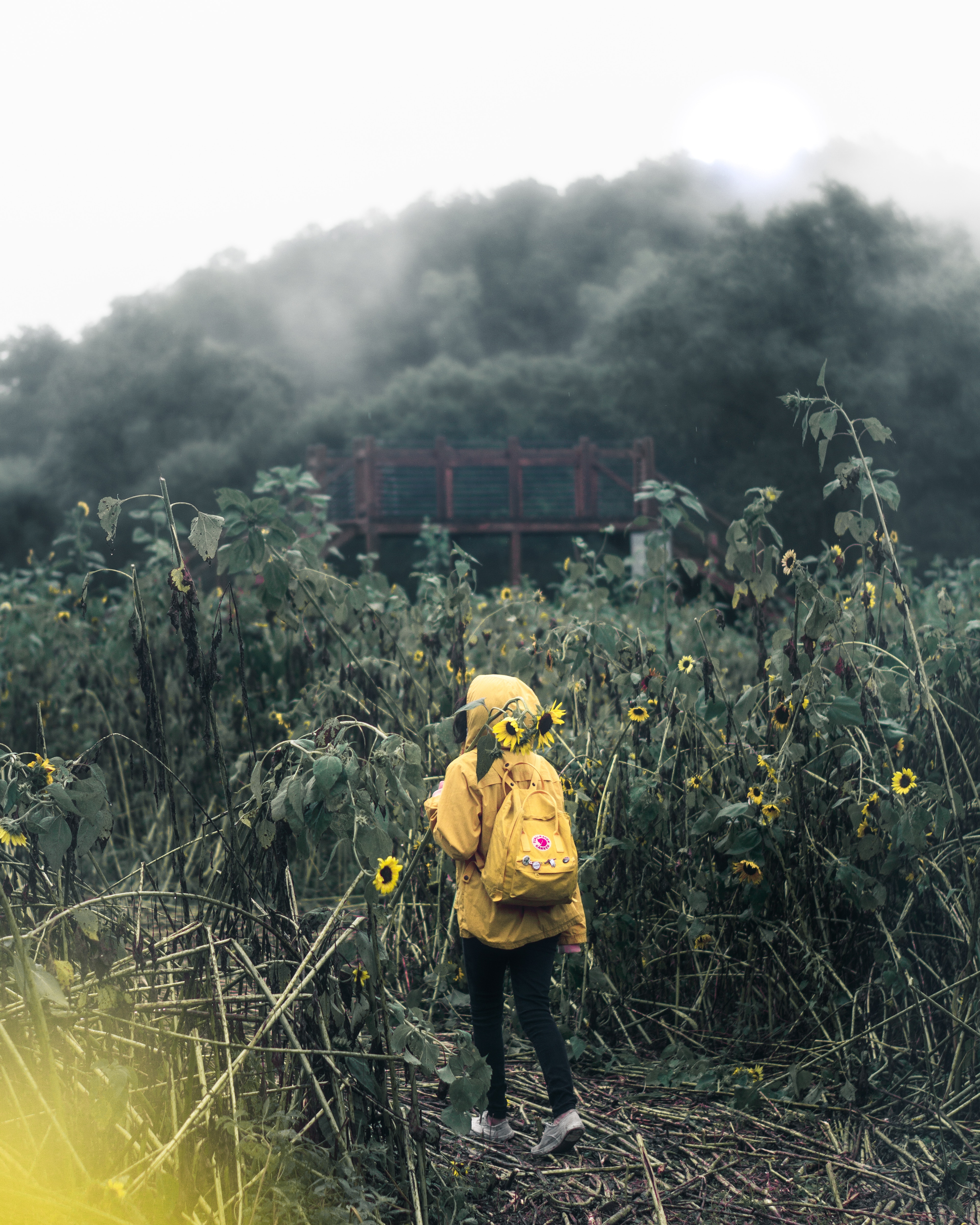 backpack, person, nature, flowers, clouds, field, human, mainly cloudy, overcast, rucksack