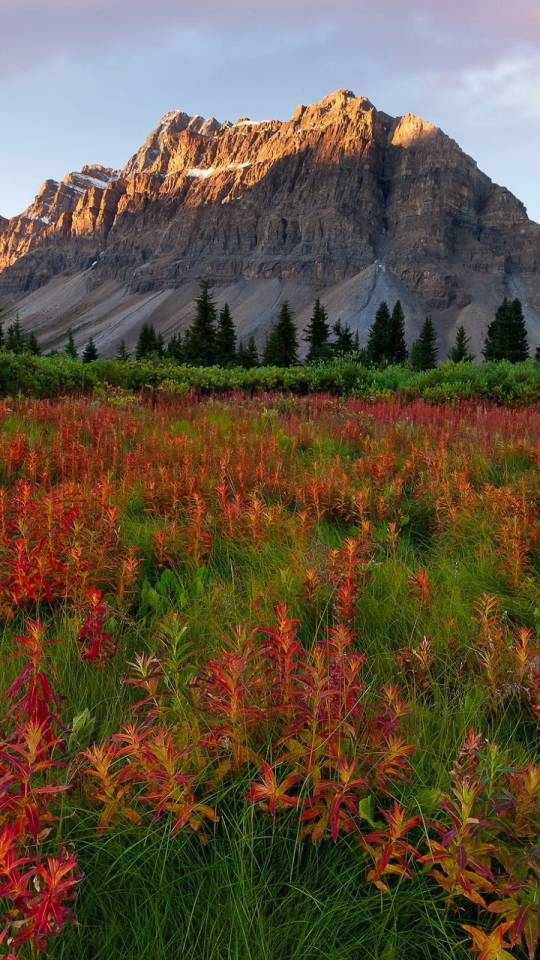 Descarga gratuita de fondo de pantalla para móvil de Paisaje, Montaña, Flor, Tierra, Tierra/naturaleza.