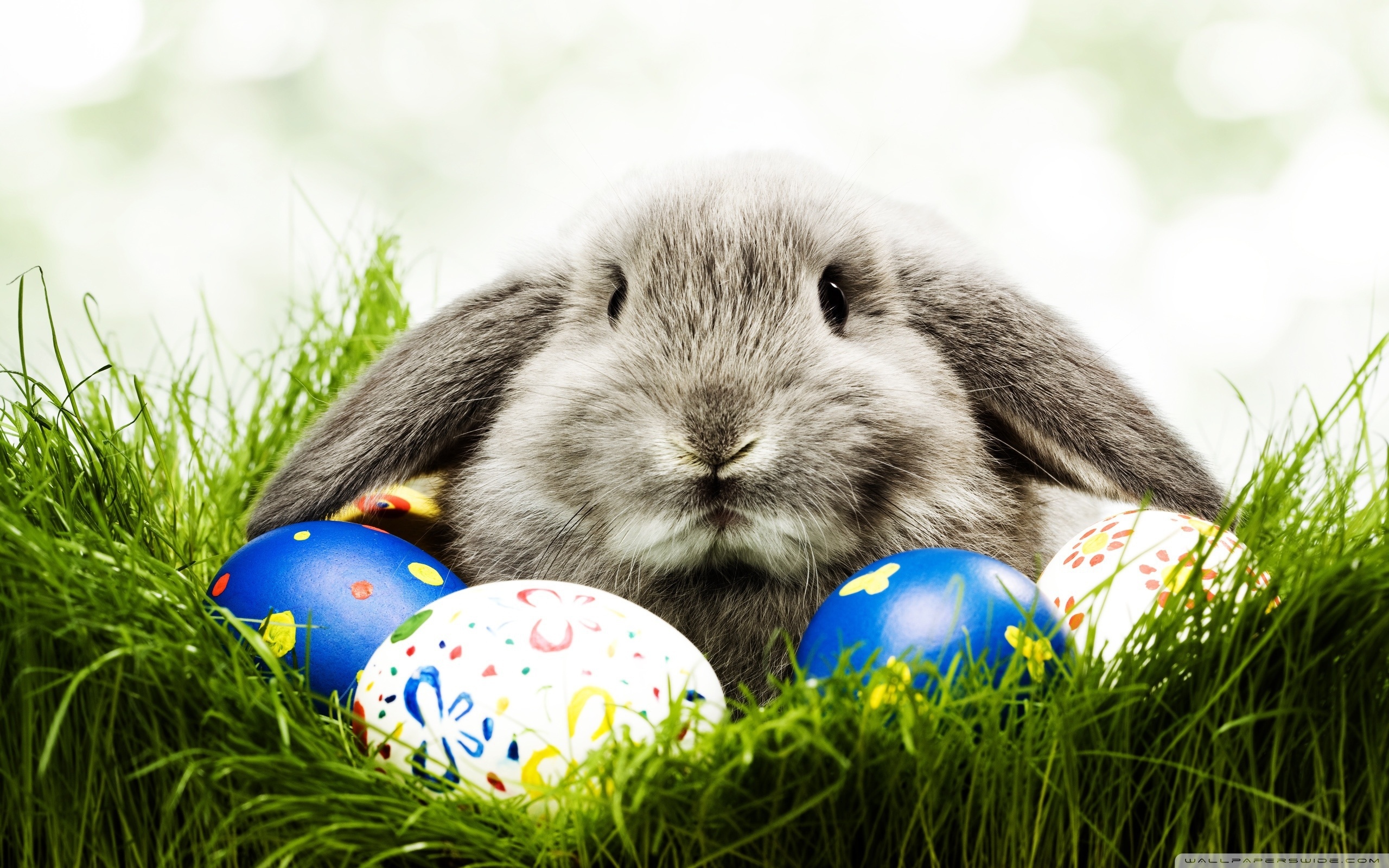 PCデスクトップに祝日, 動物, イースター, ウサギ画像を無料でダウンロード